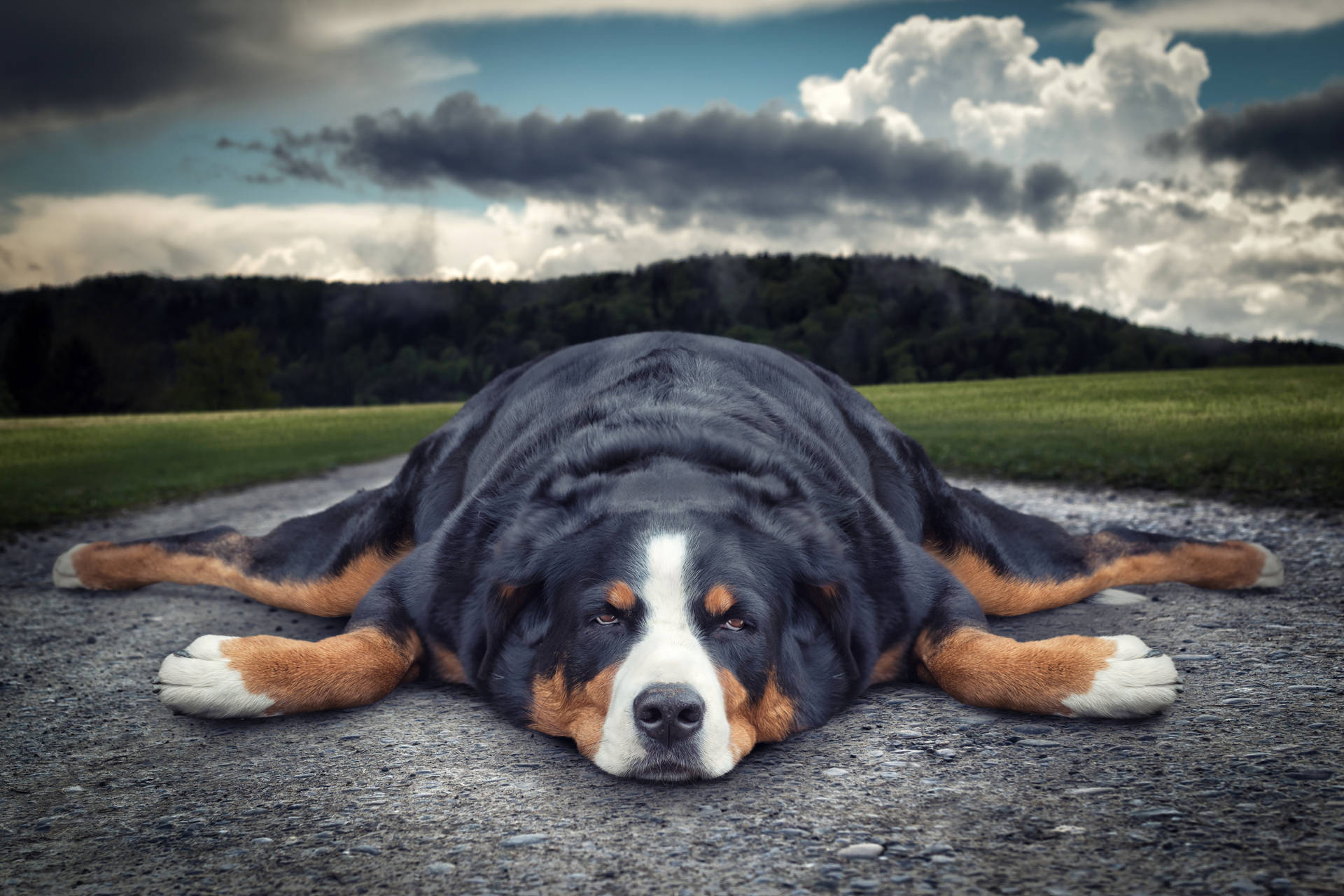 Chubby Dog Lazy And Relaxing Background