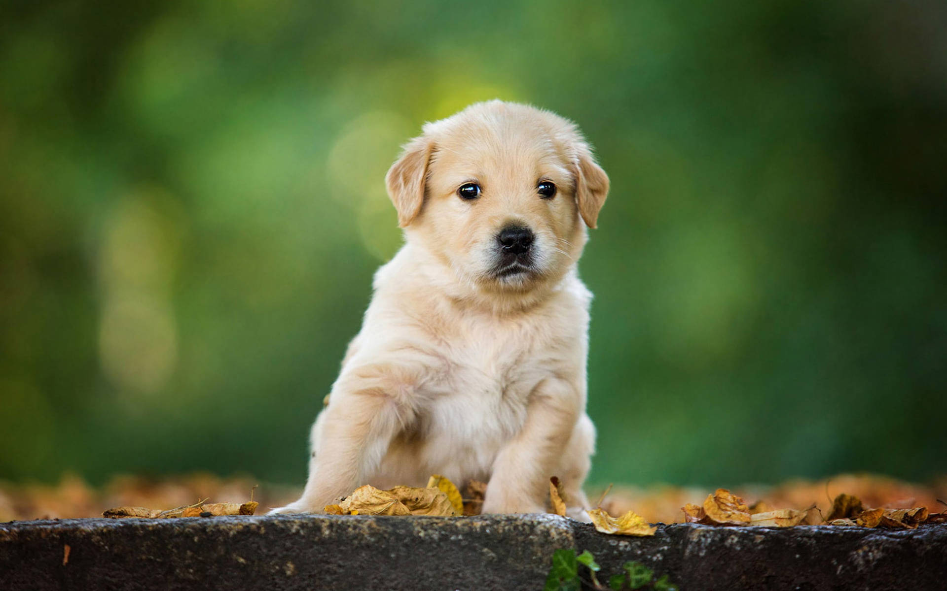 Chubby Golden Retriever Puppy Background