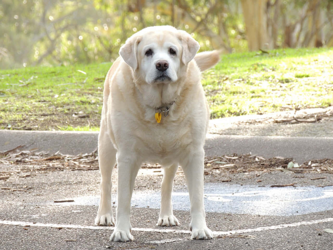 Chubby Golden Retriever Relaxing In The Park Background