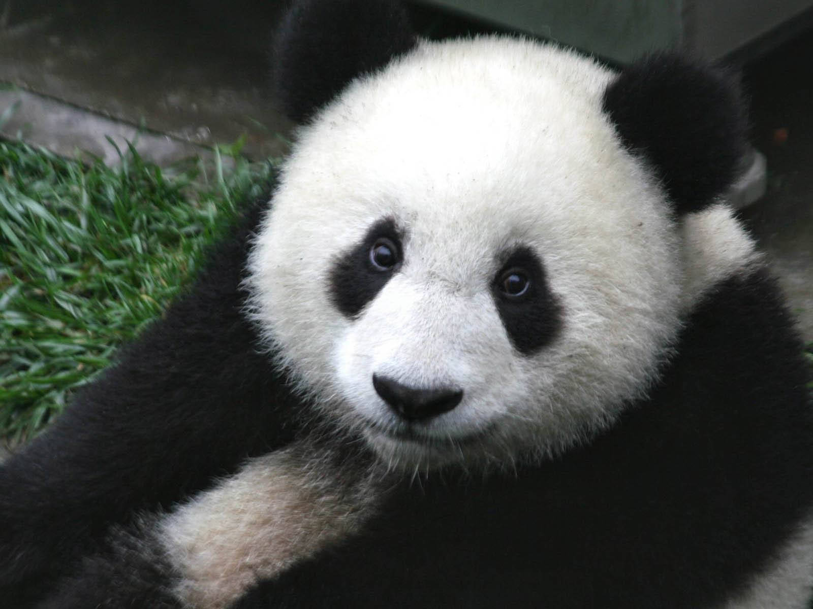Chubby Panda Close-up Background