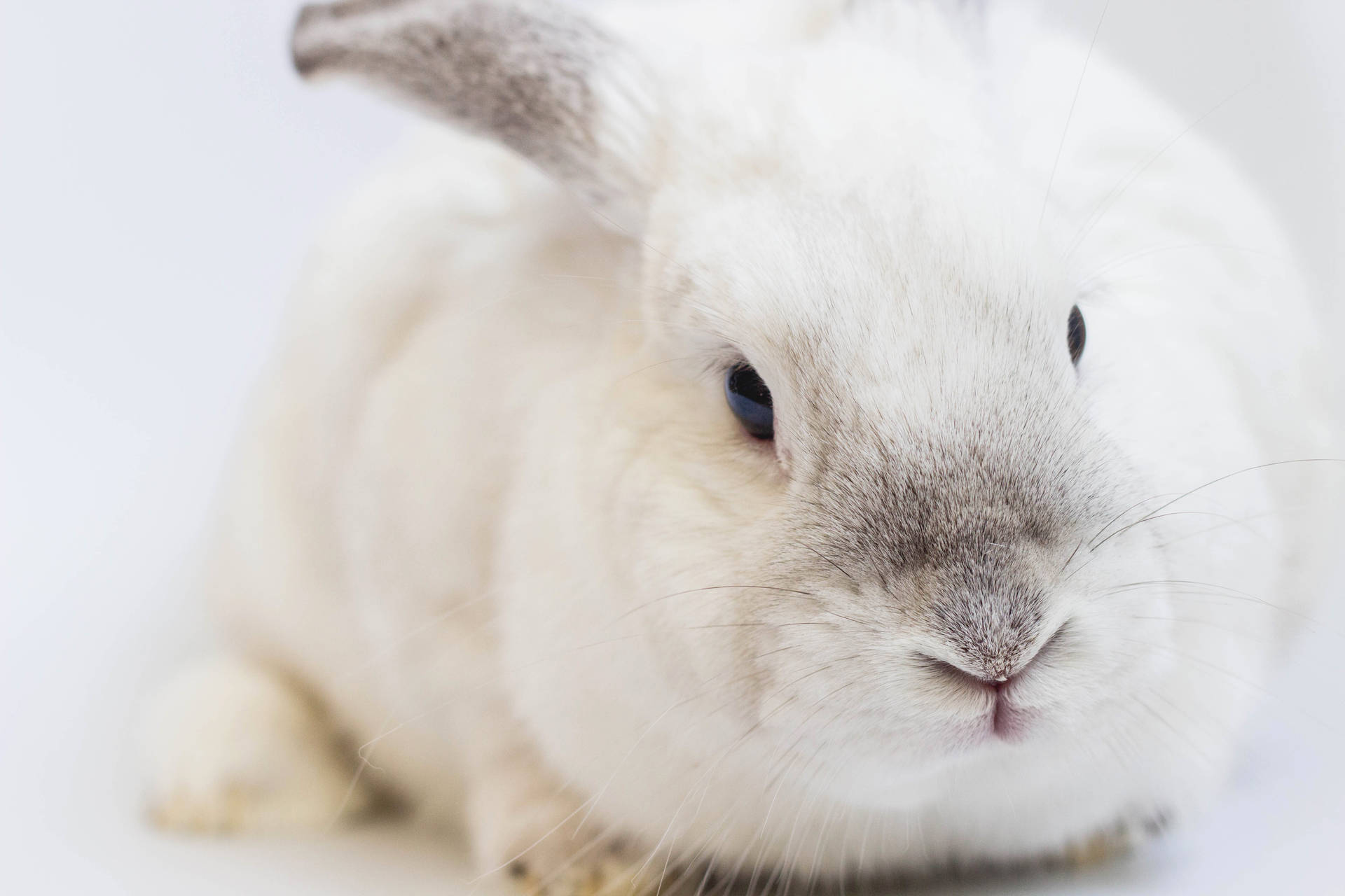 Chubby White Rabbit Background
