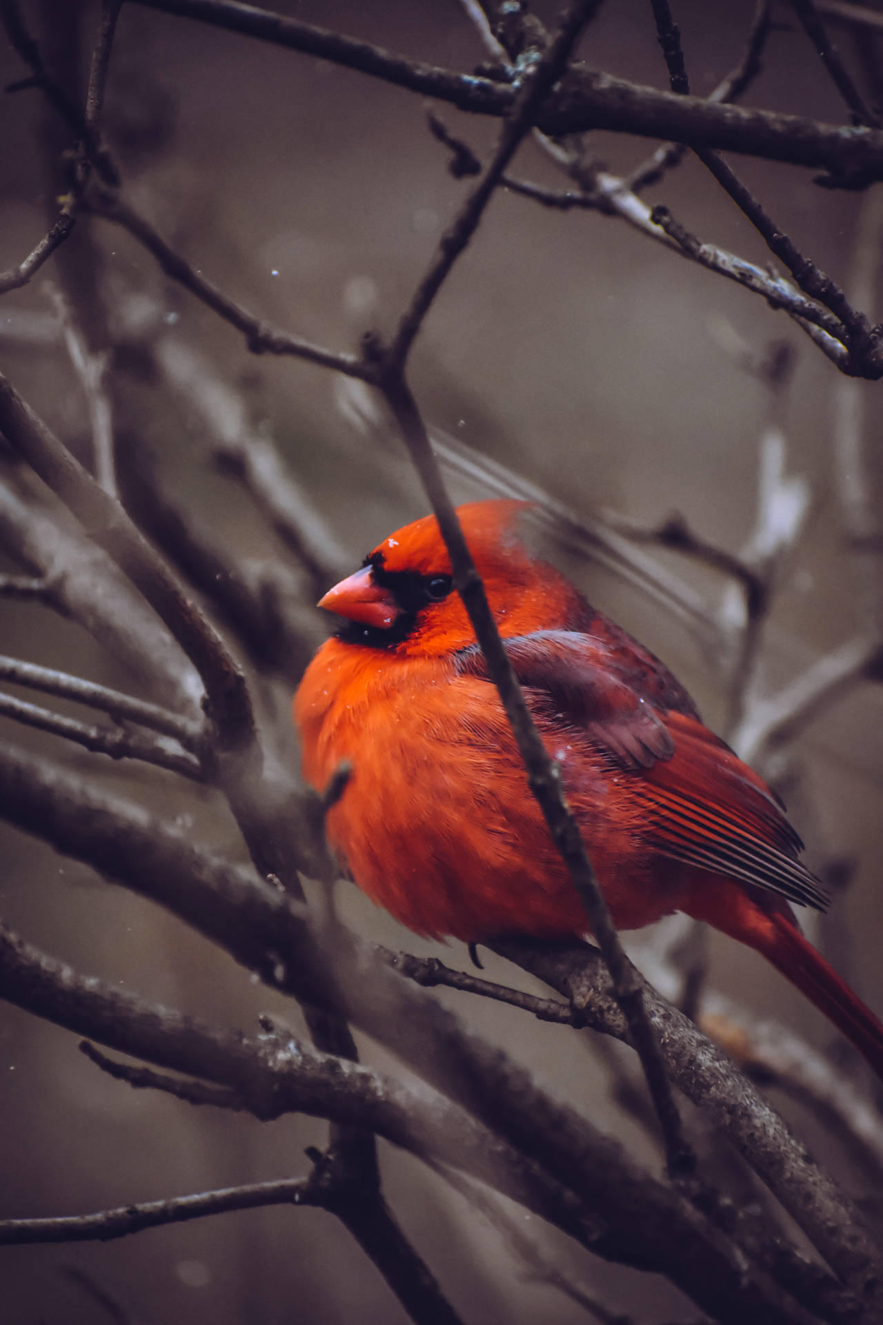 Chunky Cardinal Background