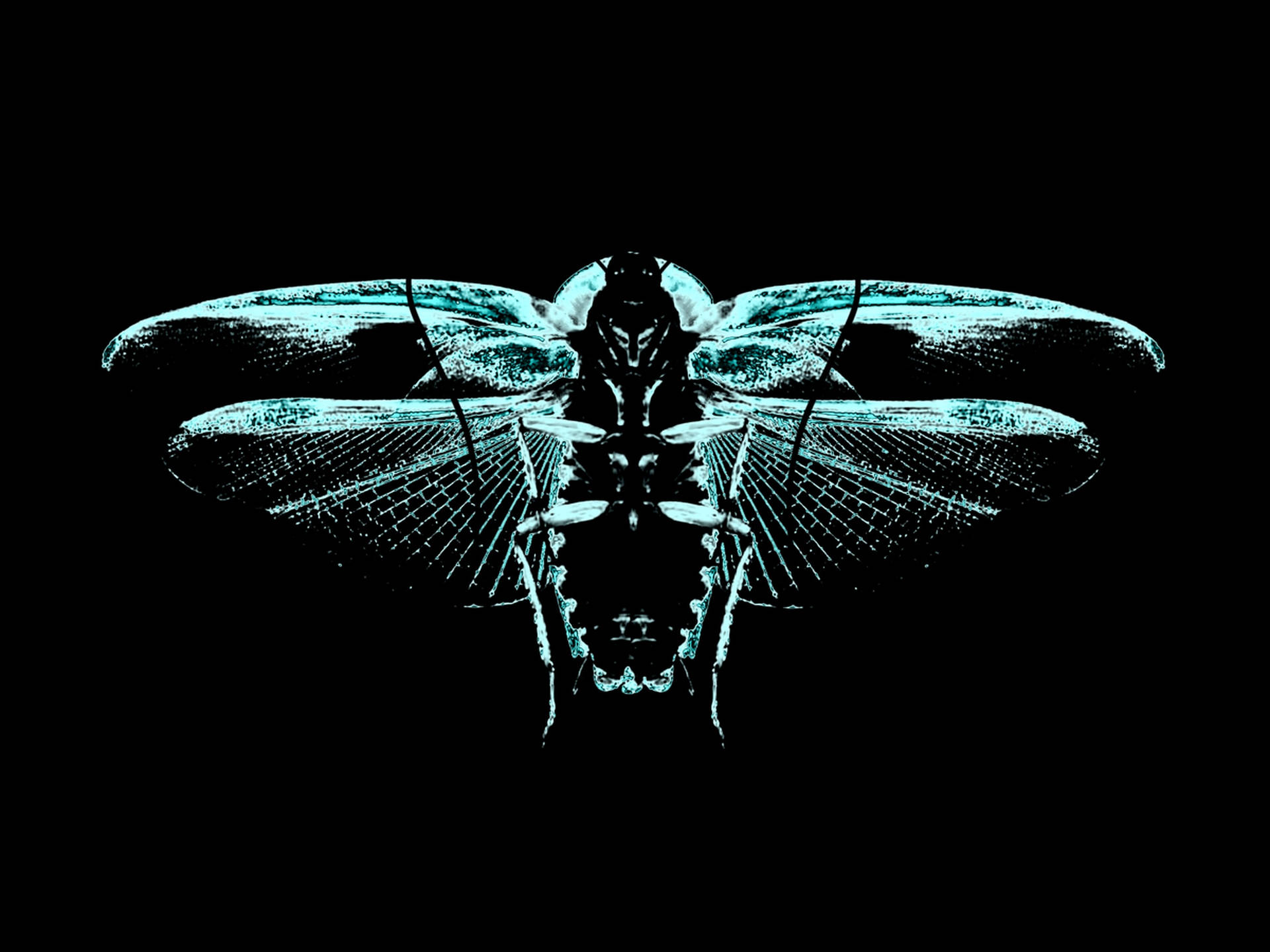 Cicada Cyan Blue Art Background