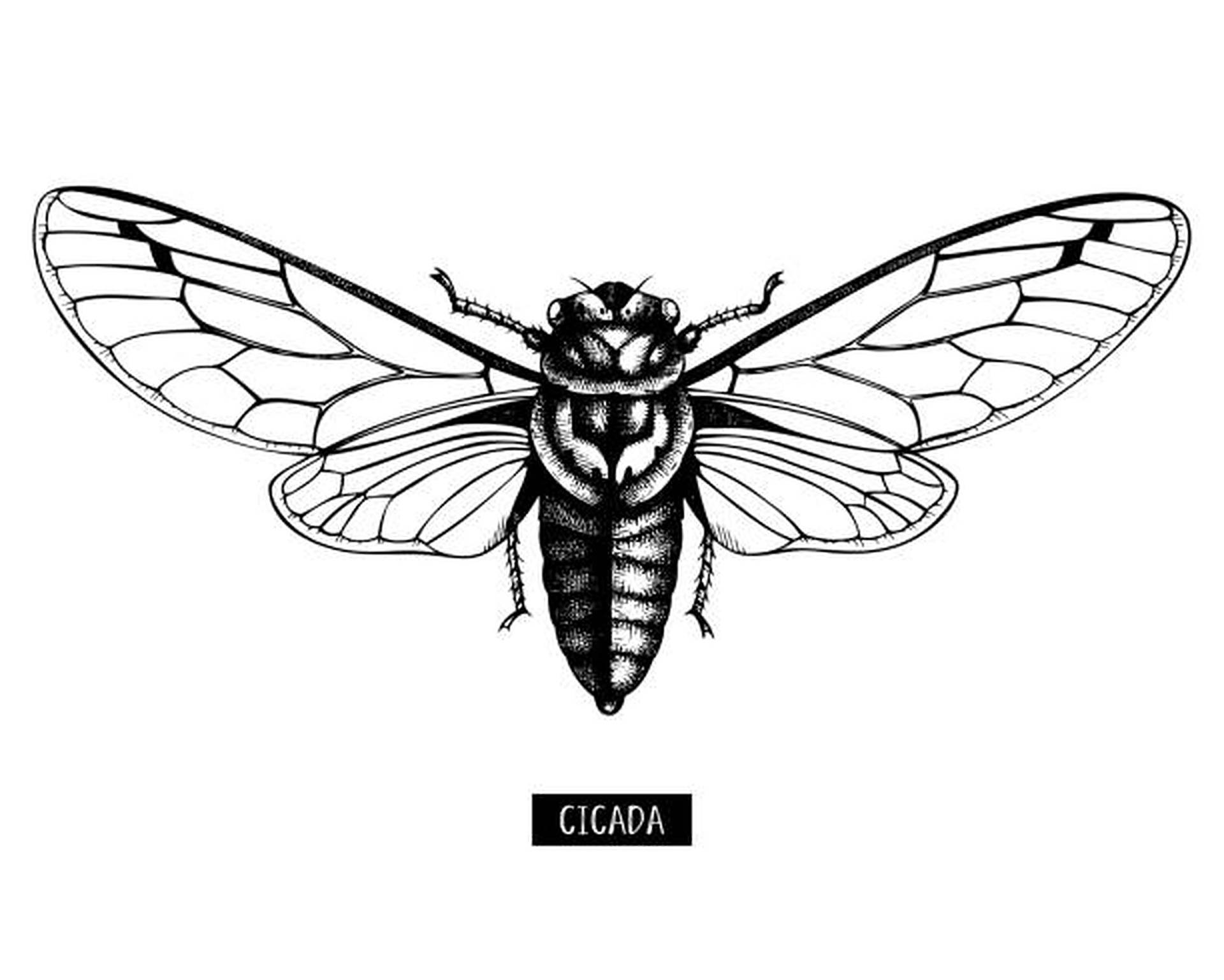 Cicada Insect Drawing Background