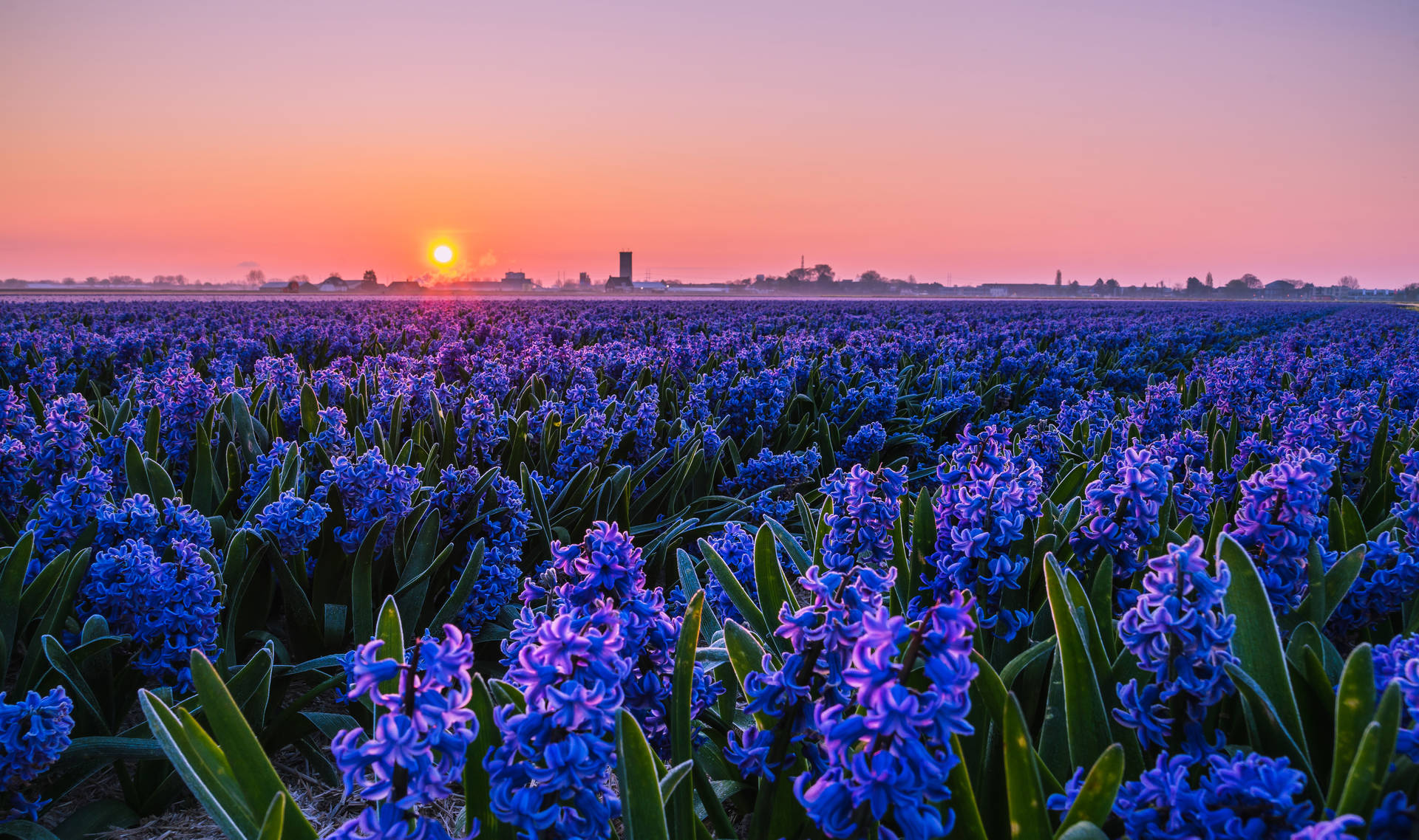 Cityscape Hyacinth Flower Field Background