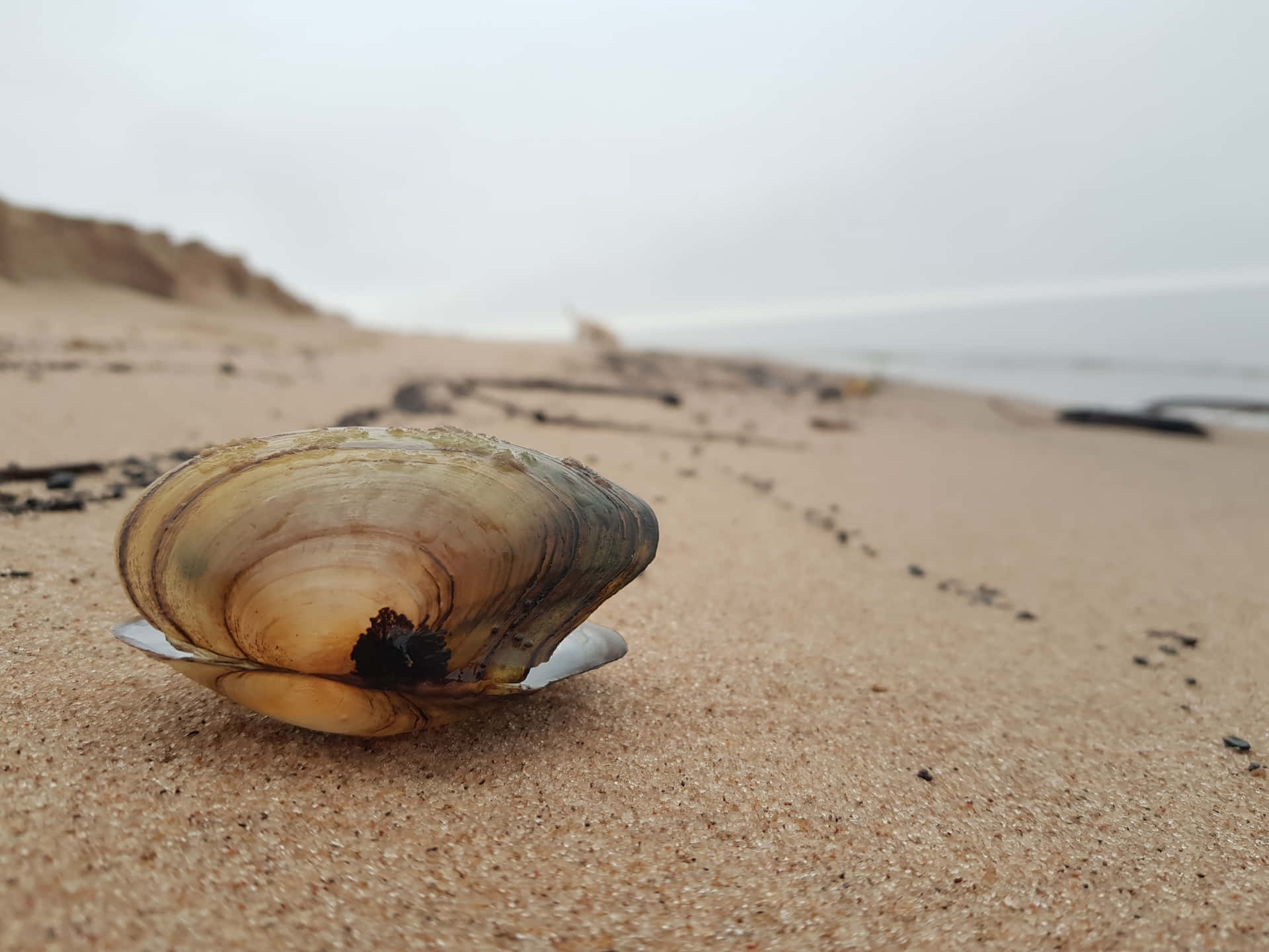 Clam Seashell On The Beach Background