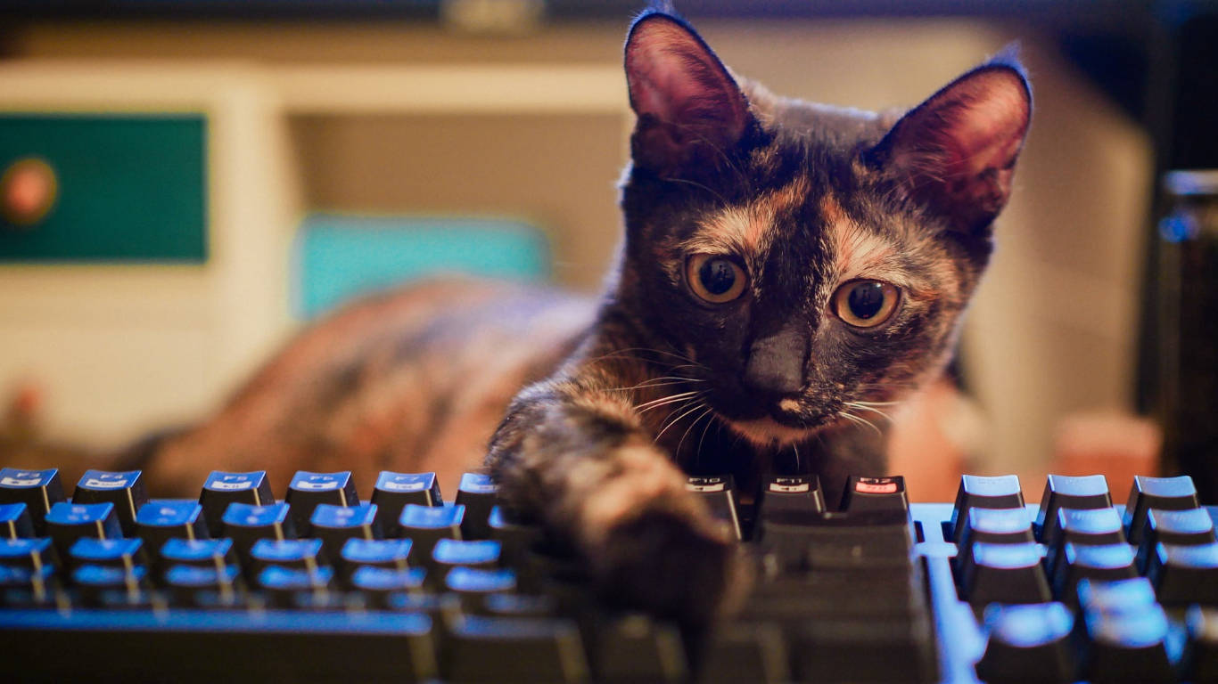 Classic Black Keyboard With Cat Background