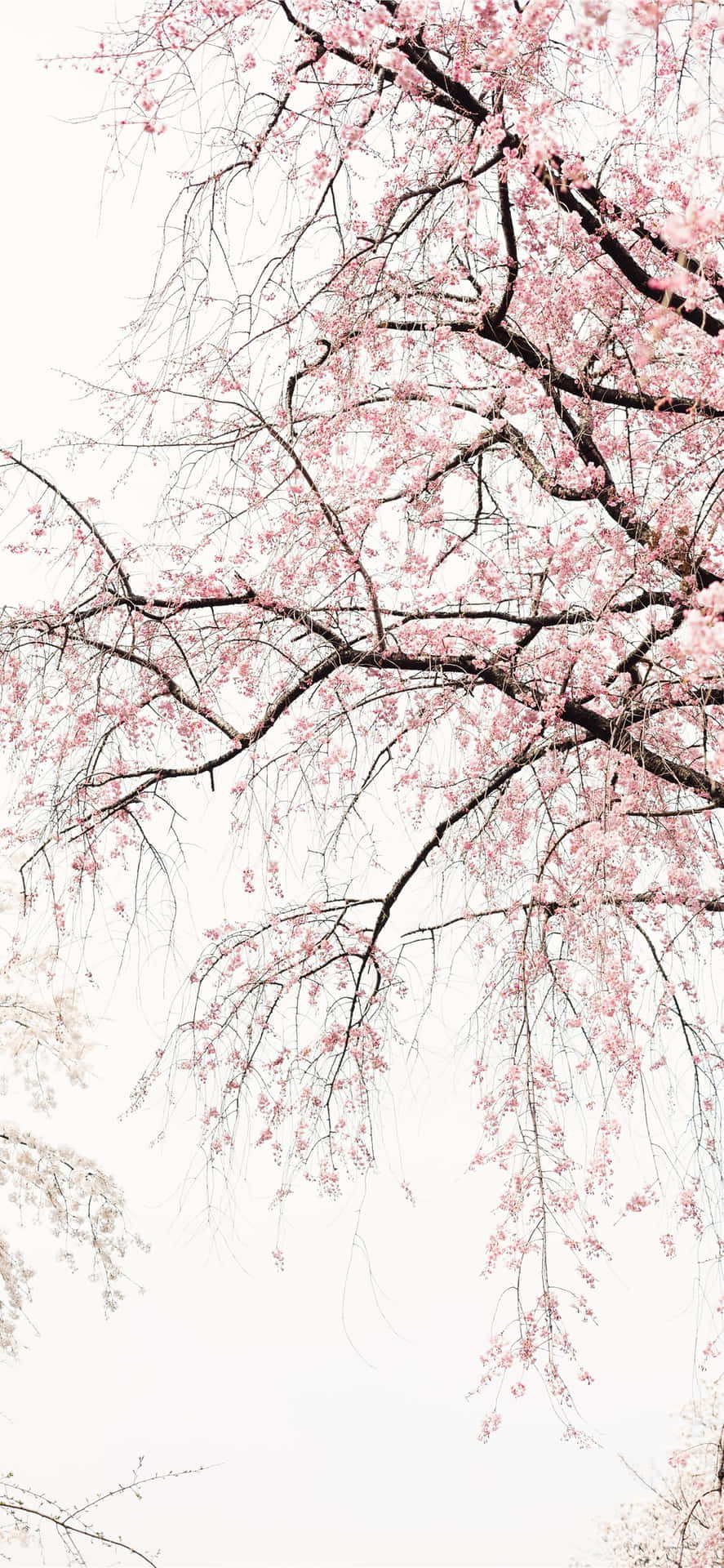 Classic Color Combination Background