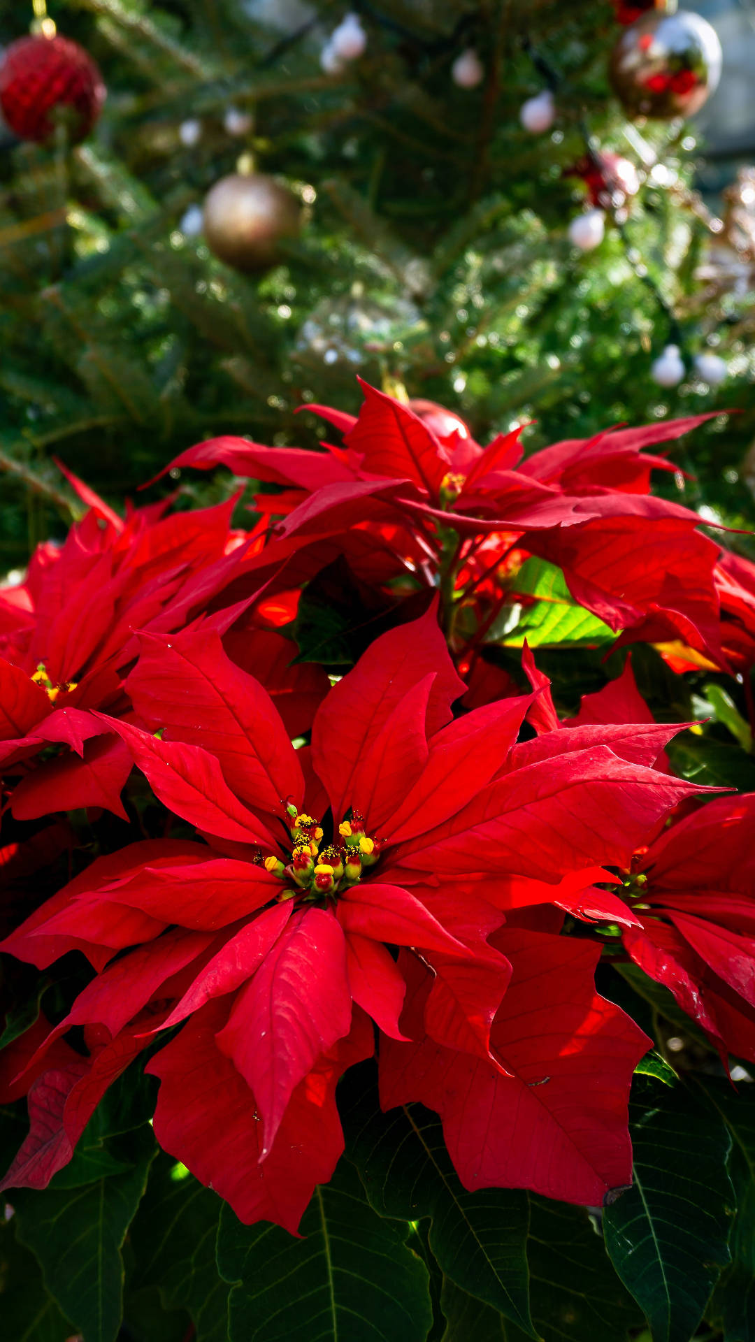Classic Red Poinsettia Background