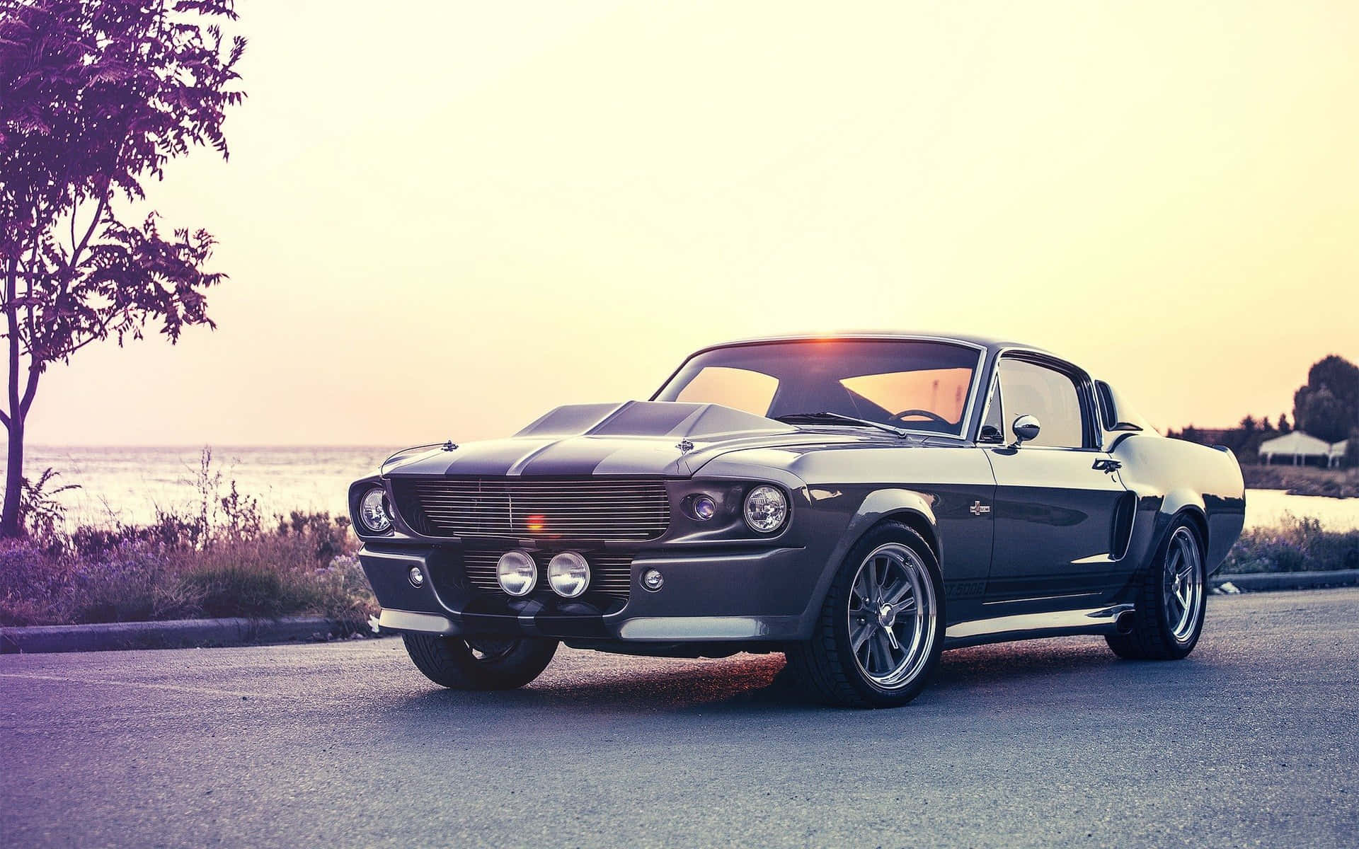 Classic Shelby Mustang Live Car Background