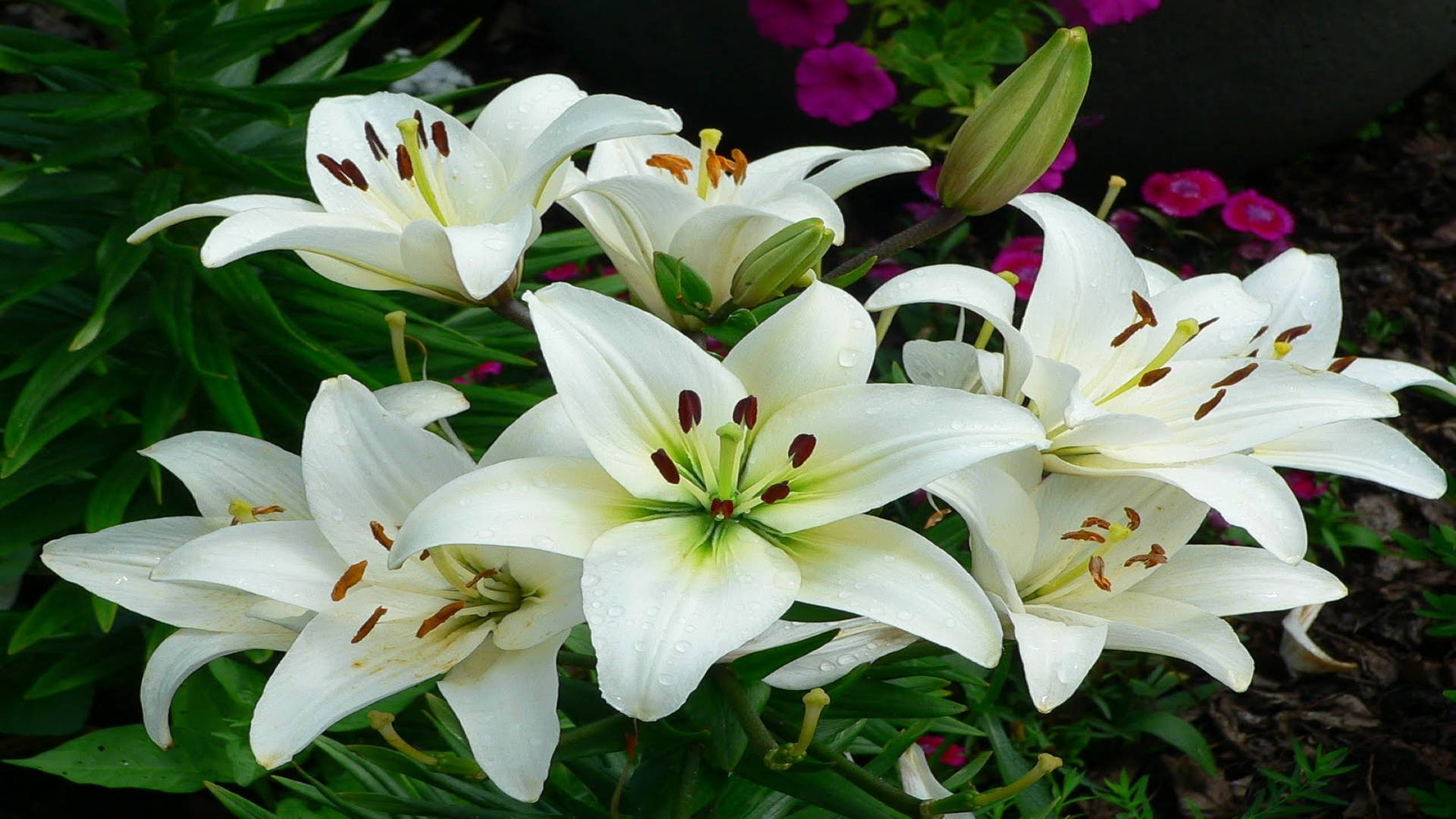 Classic White Lily Flowers