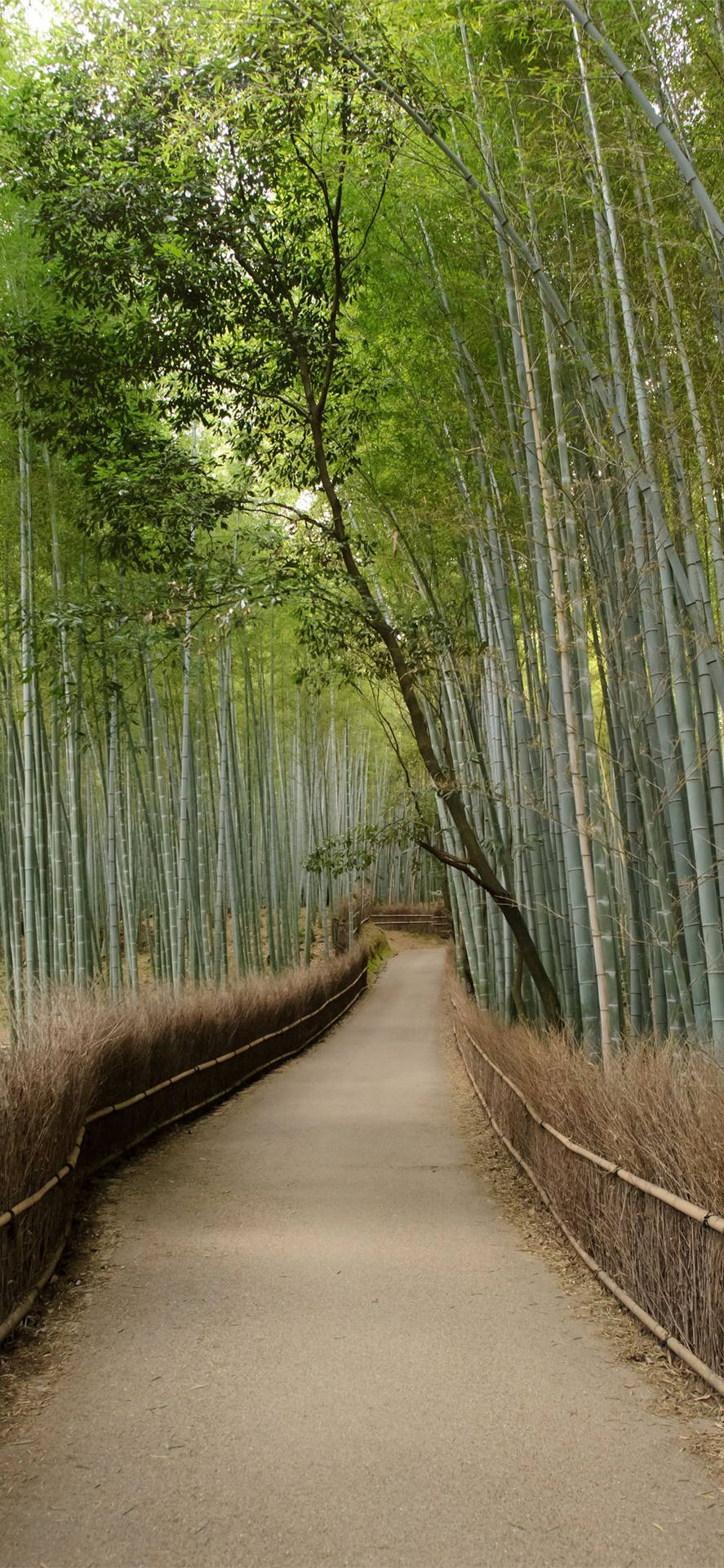 Clean Bamboo Pathway Iphone