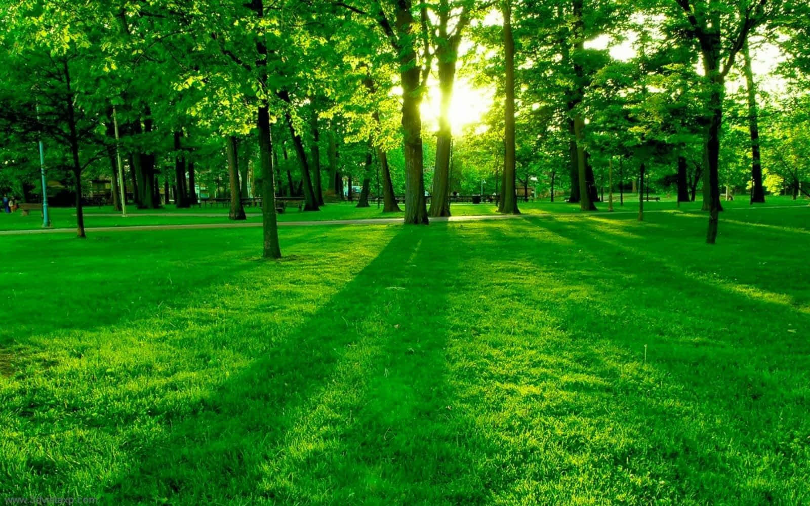 Clean Green Desktop With Natural Color And Lighting Background