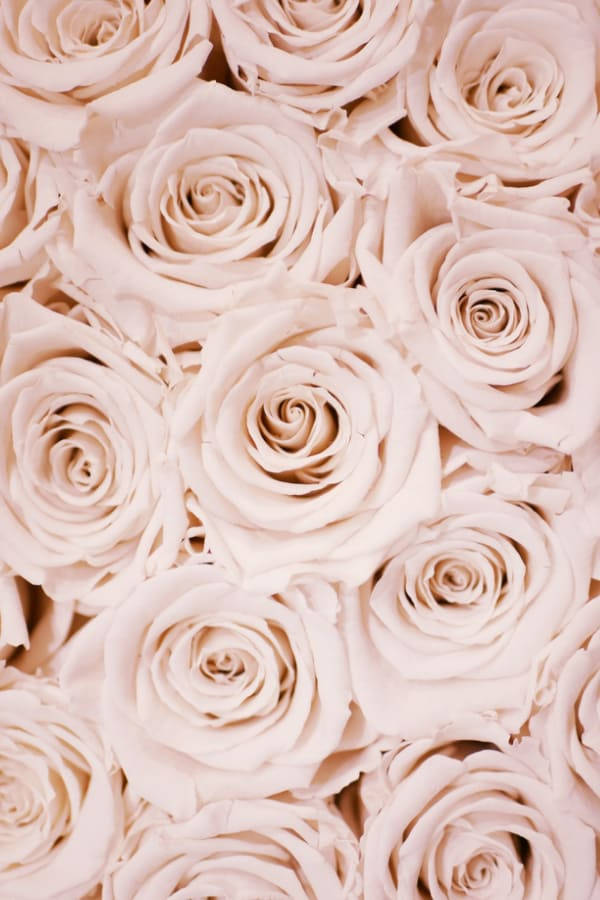 Clean Vintage Flower Aesthetic Roses Background