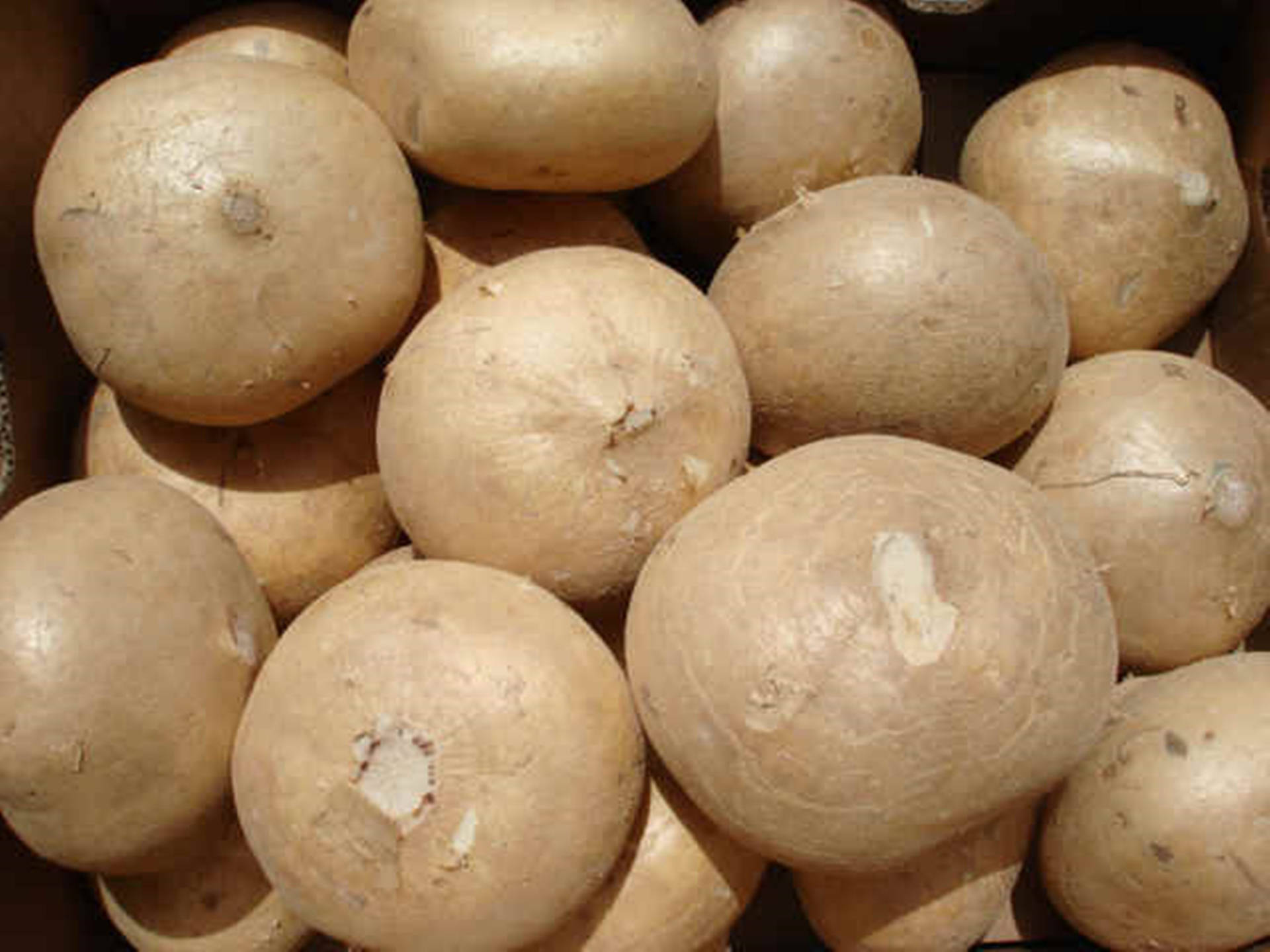 Cleaned Jícama Turnips