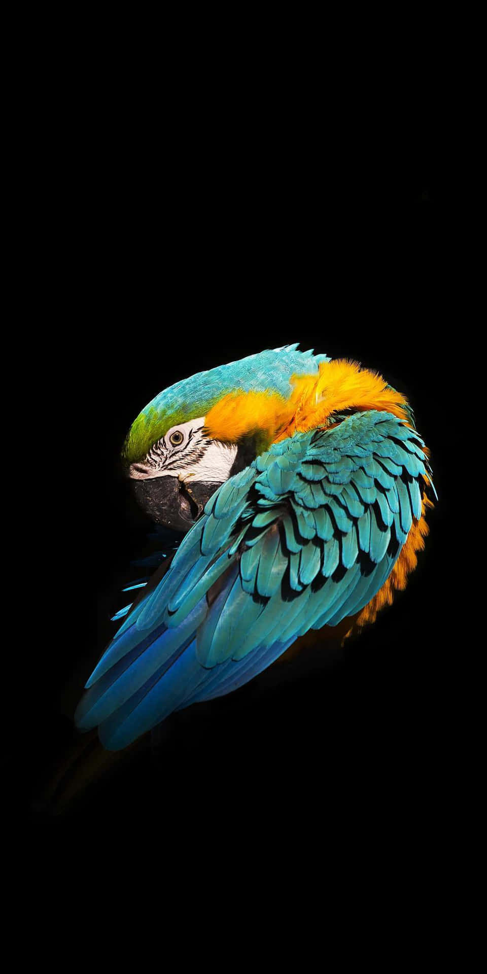 Cleaning Parrot Bird Iphone Background Design