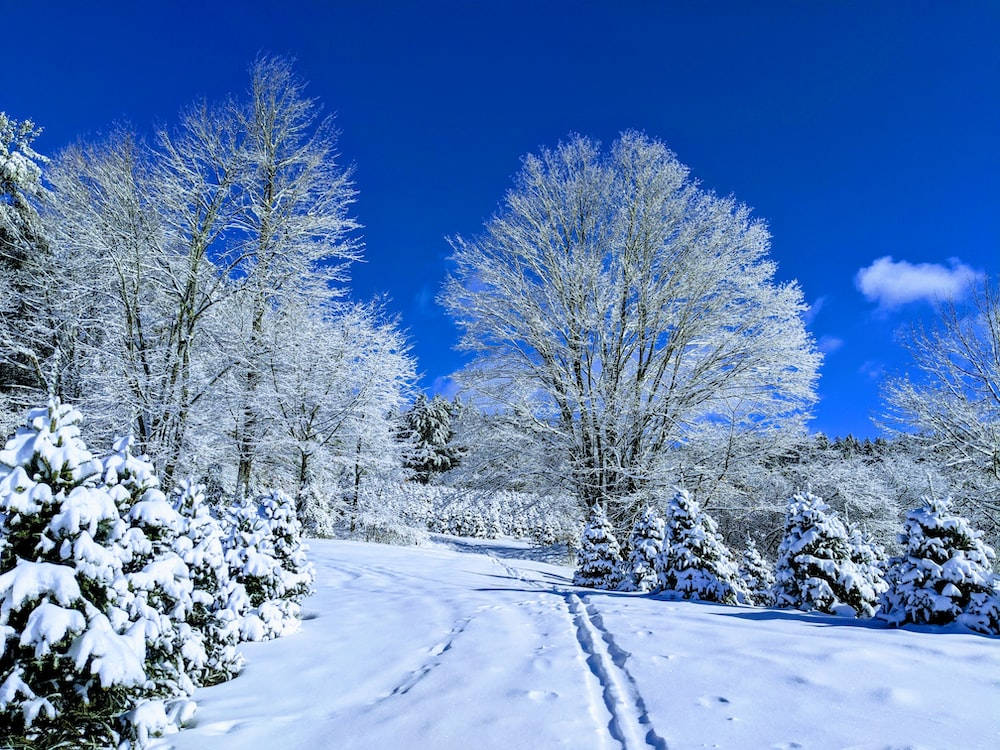 Clear Blue Skies Winter Scenery Background