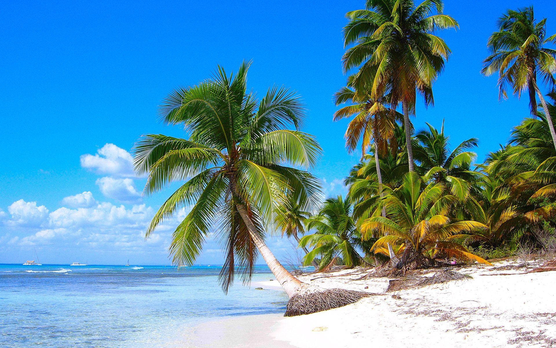 Clear Dominican Republic Beach