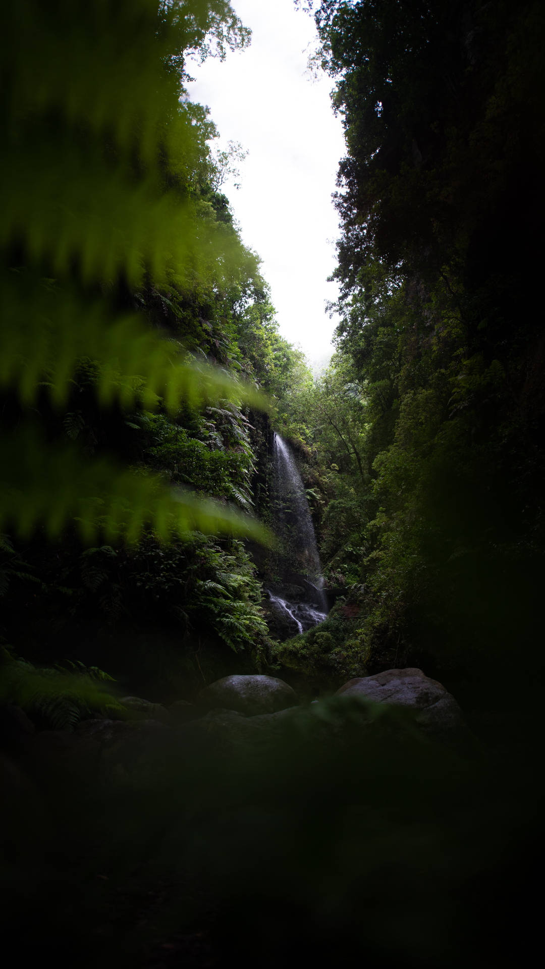 Clear Sky Jungle Iphone Background