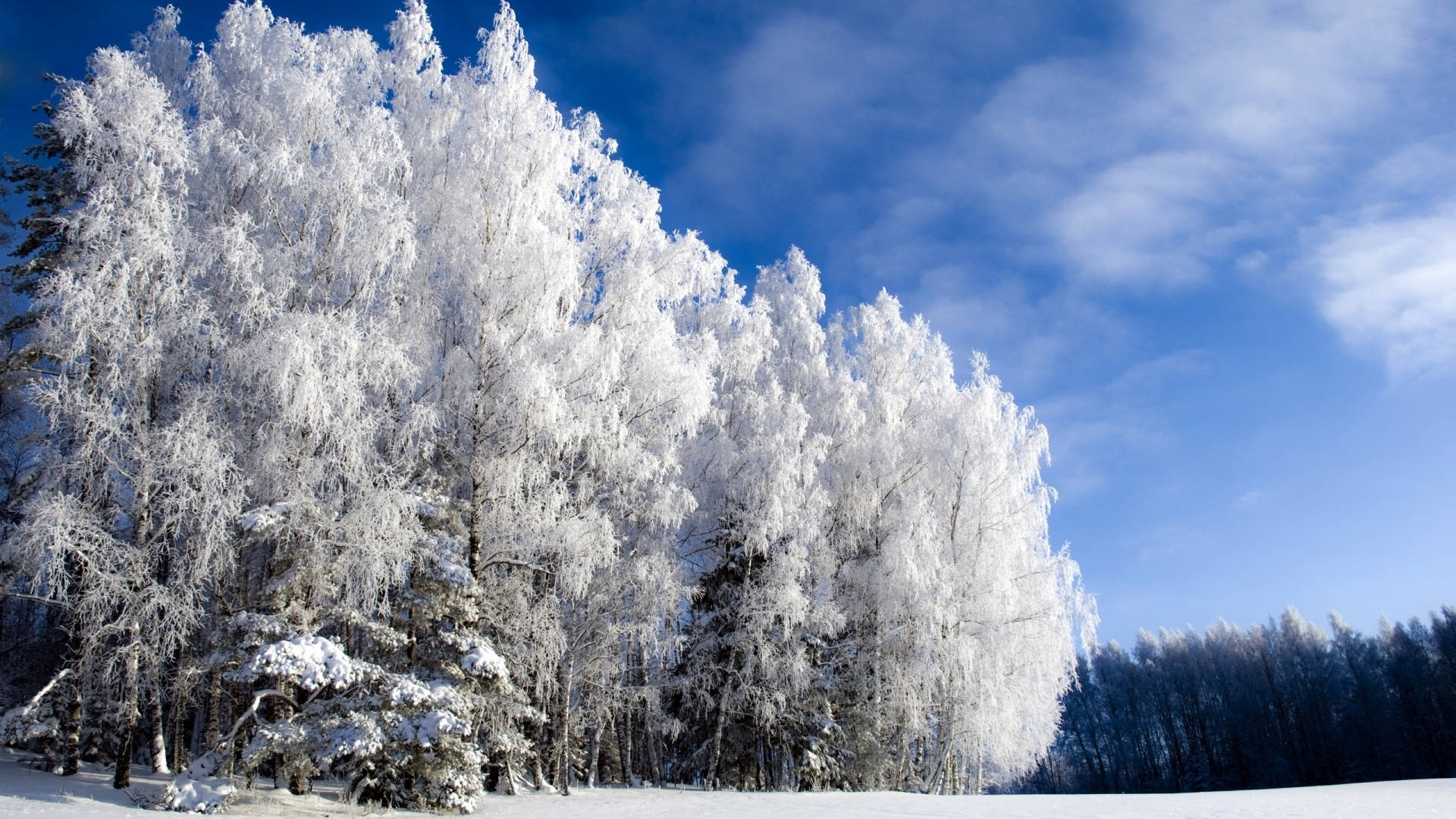 Clear Sky Over Winter Forest Background