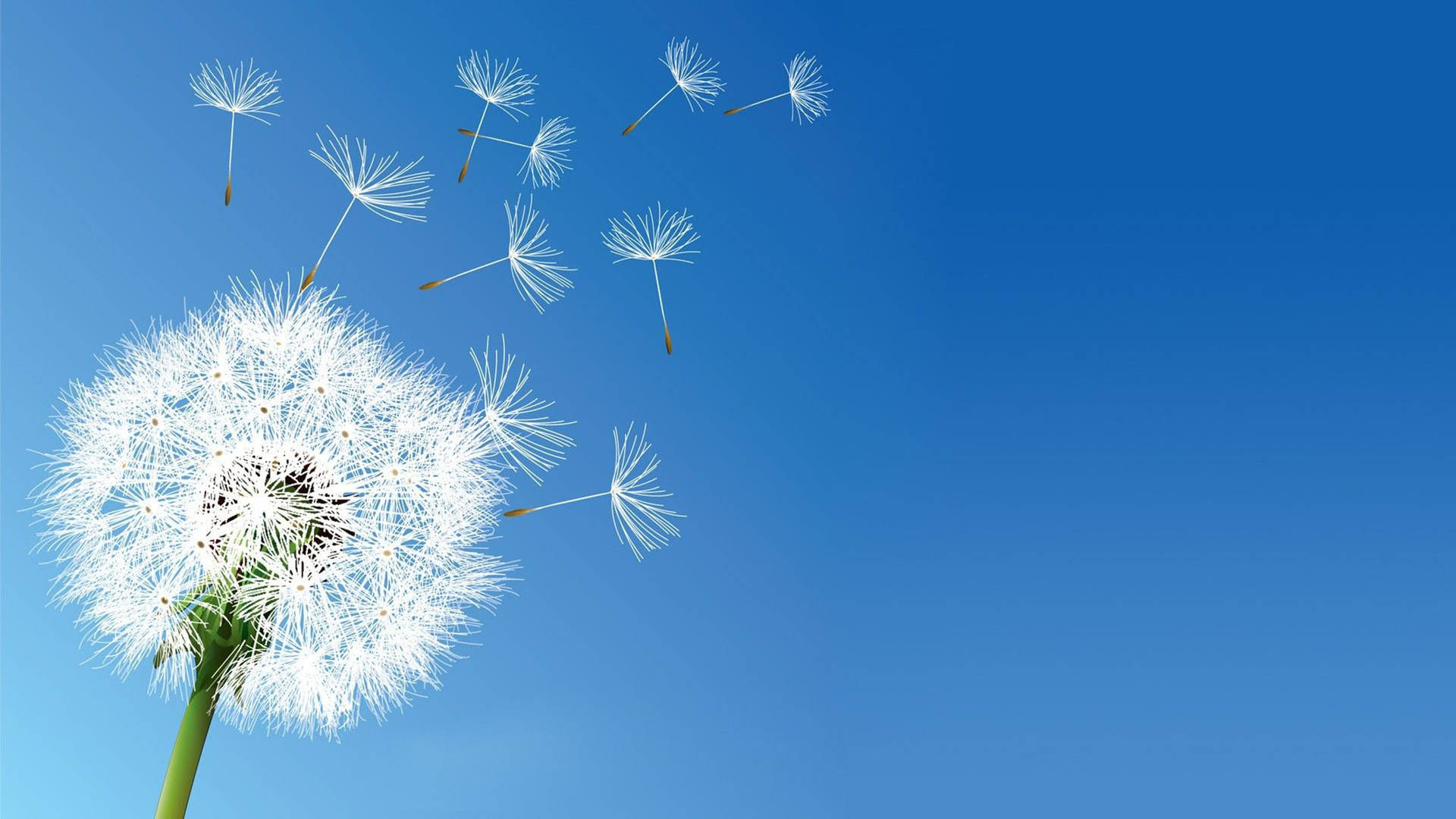 Clear Sky With Dandelion Background