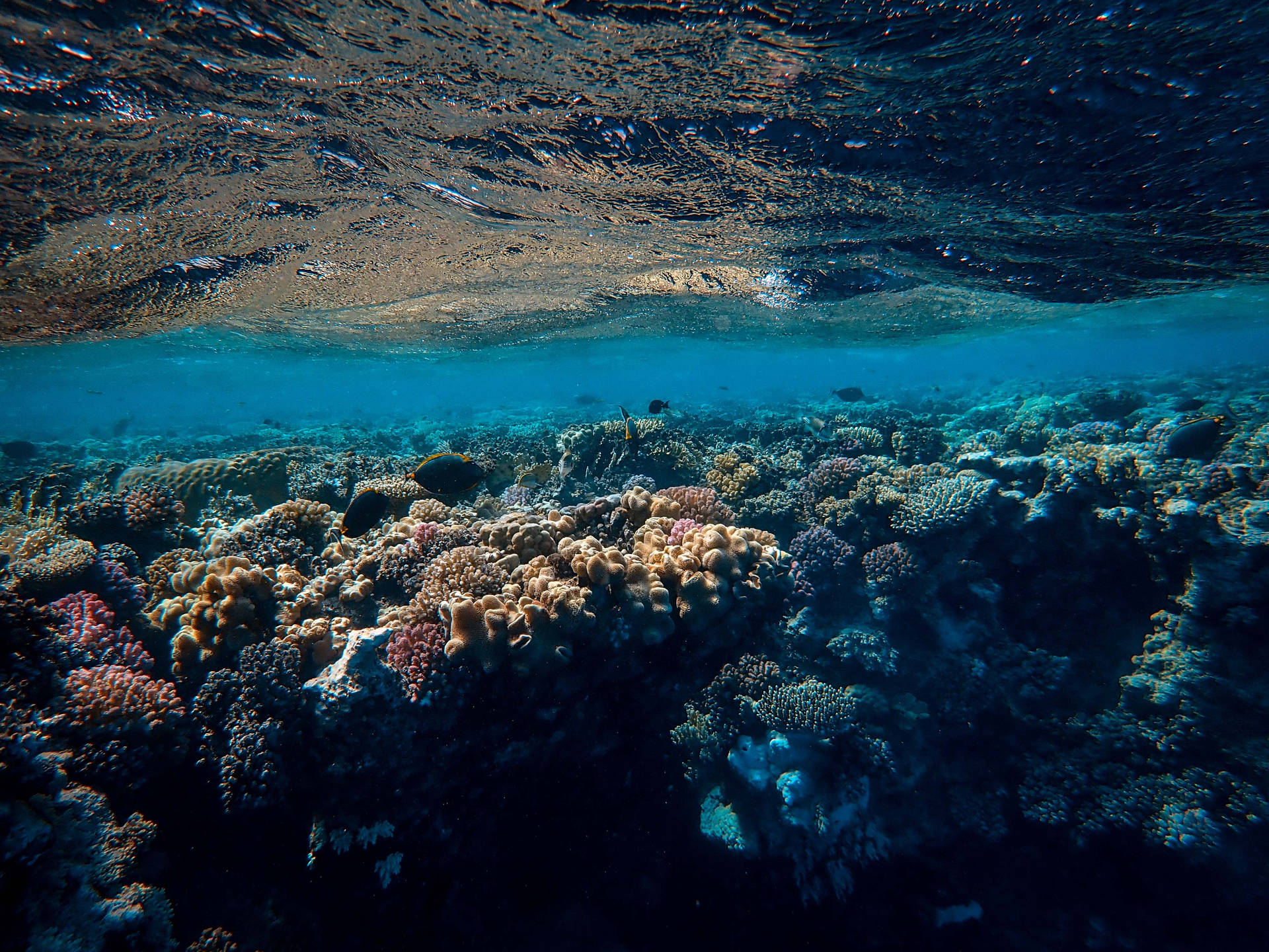Clear Underwater Ocean Corals Background