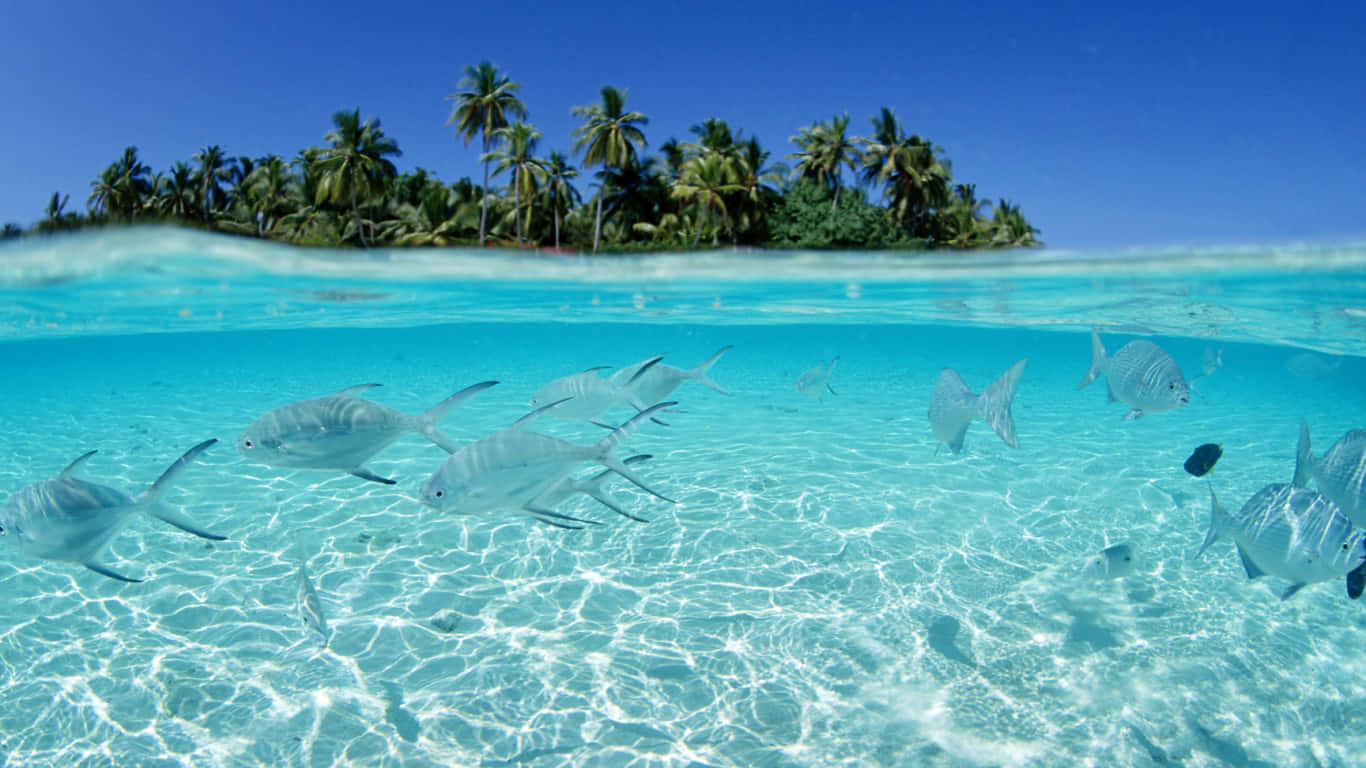 Clear Water Fish In Palm Hawaii Aesthetic Background