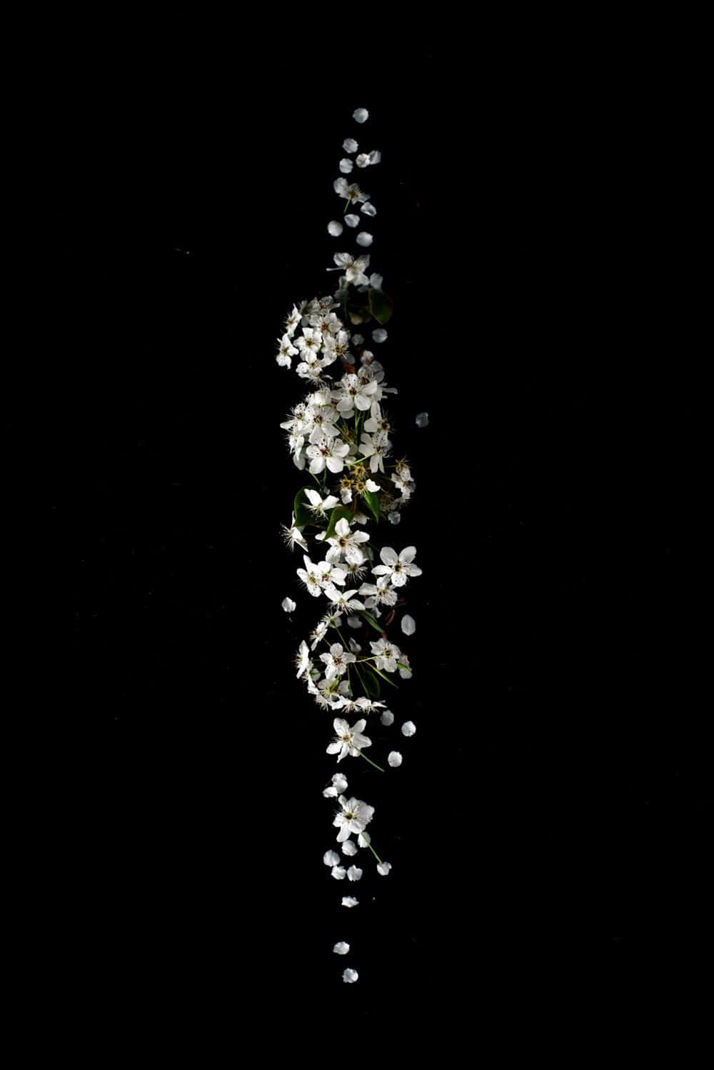 Clever Iphone White Flowers Background