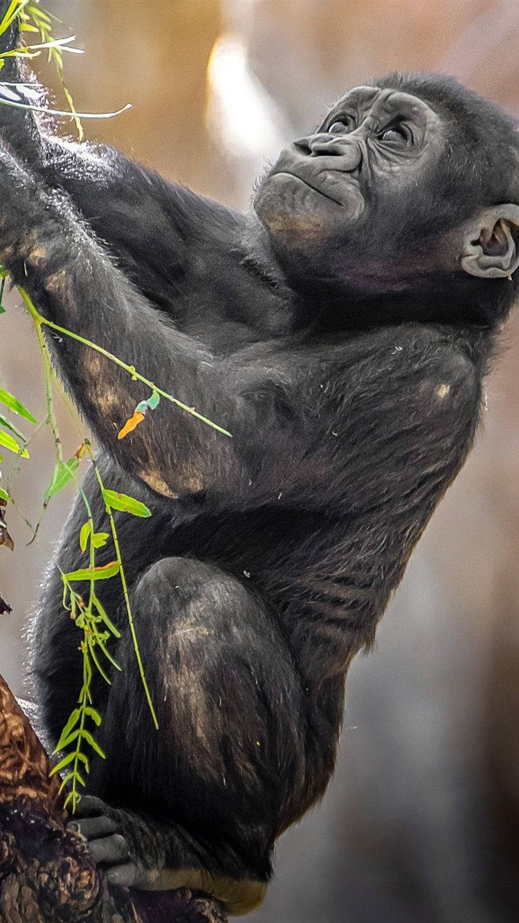 Climbing Baby Gorilla Iphone Background