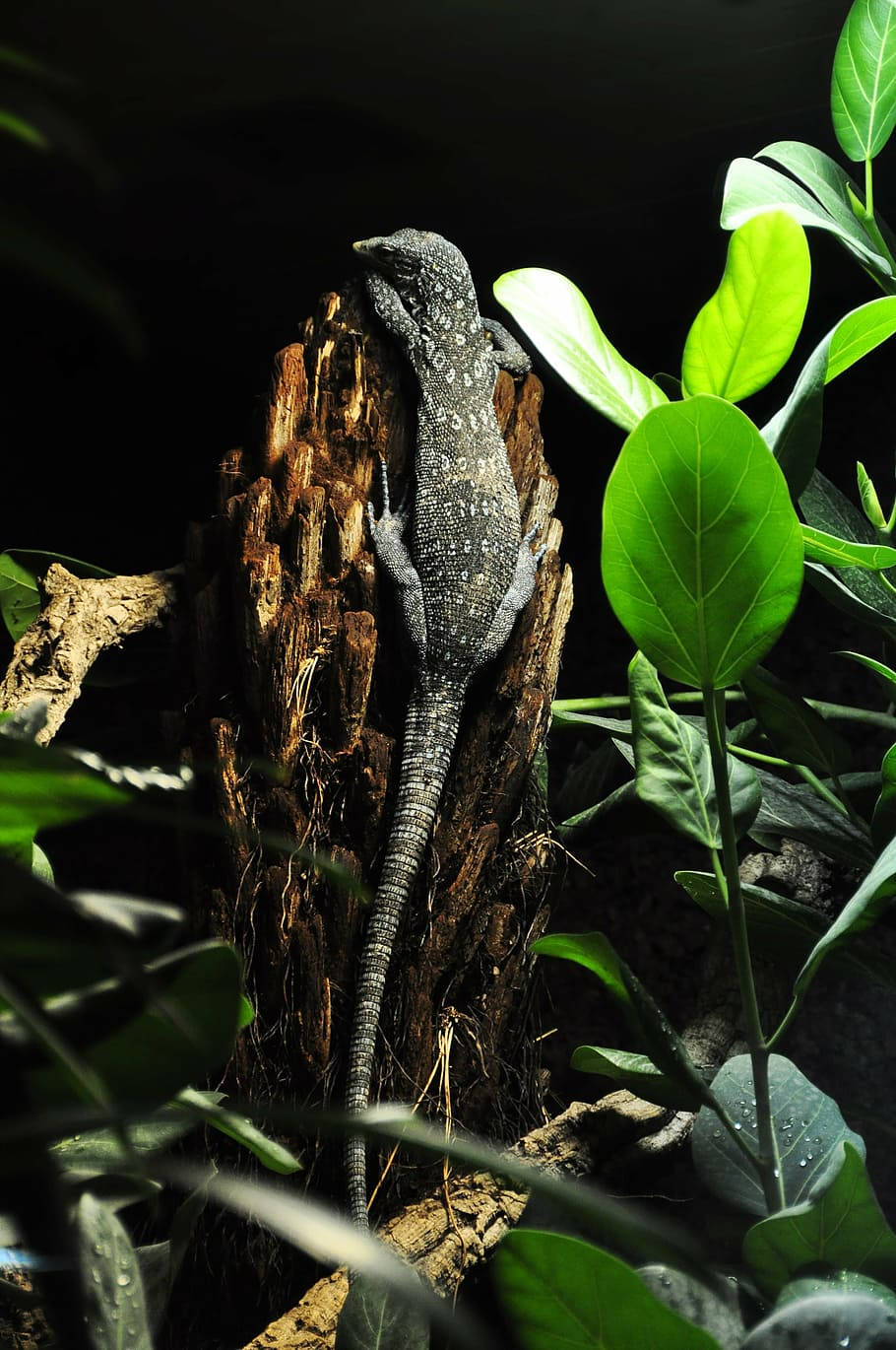 Climbing Blue Spotted Tree Monitor Lizard Background