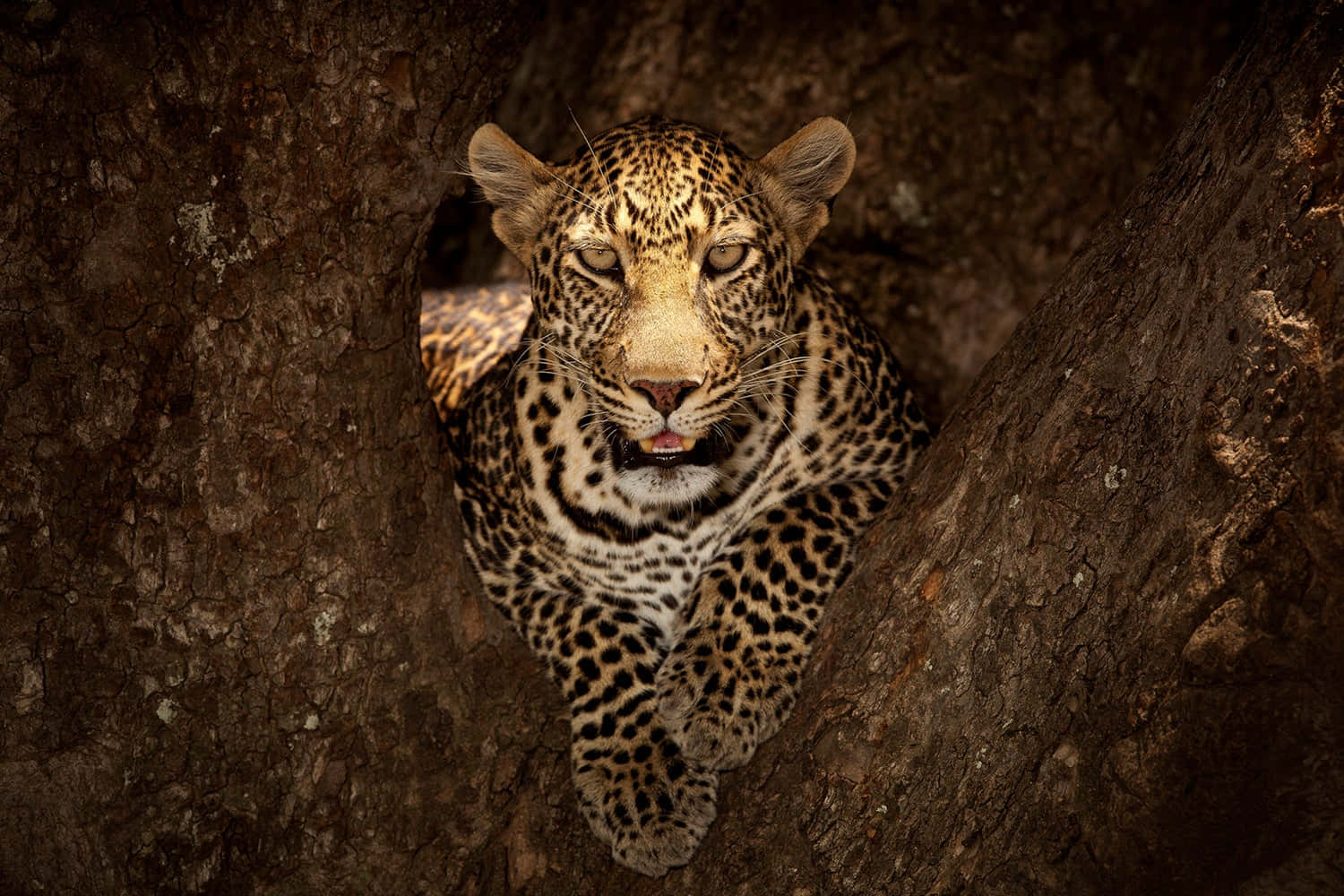 Climbing Leopard In Masai Mara National Reserve Background
