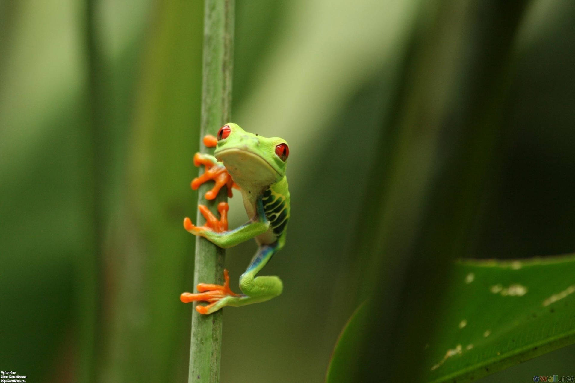 Climbing Red-eyed Kawaii Frog