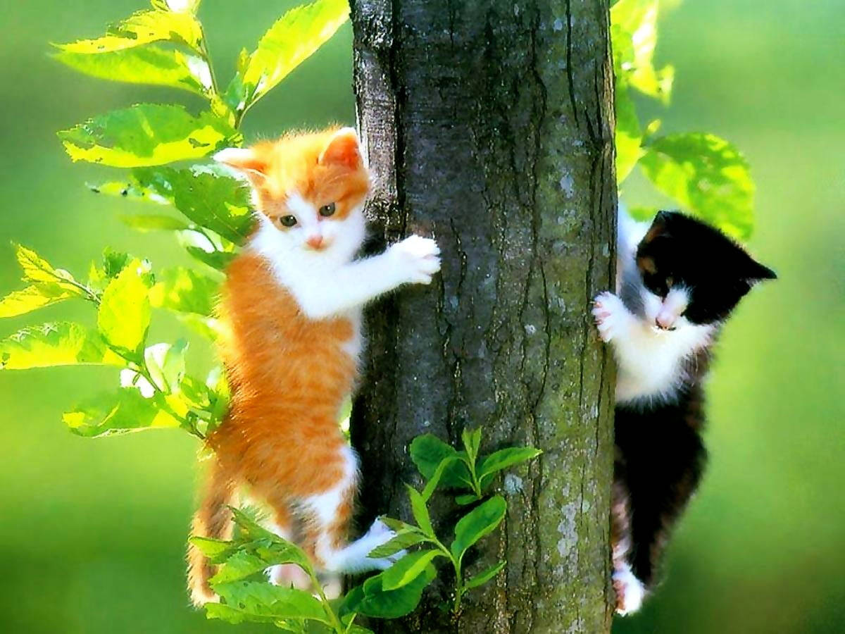 Climbing Two Little Kitten Animals