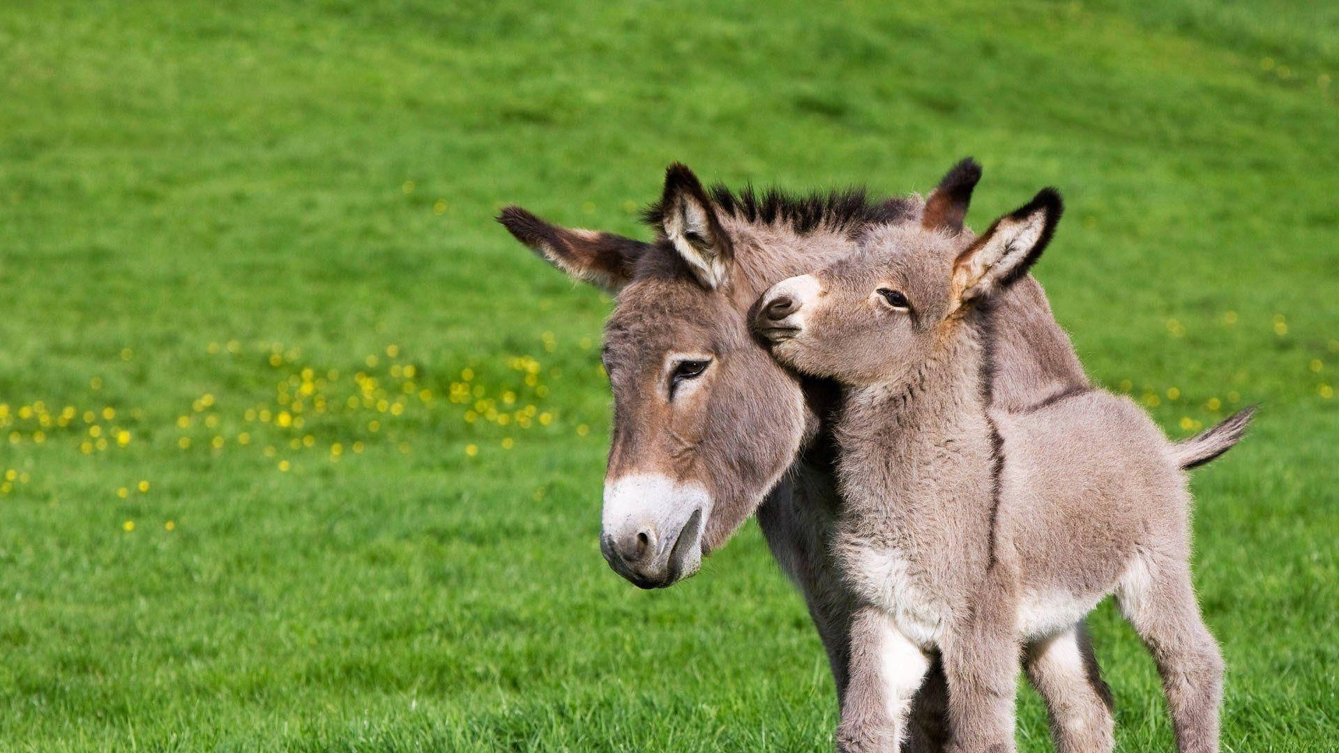 Clingy Foal On Donkey Background