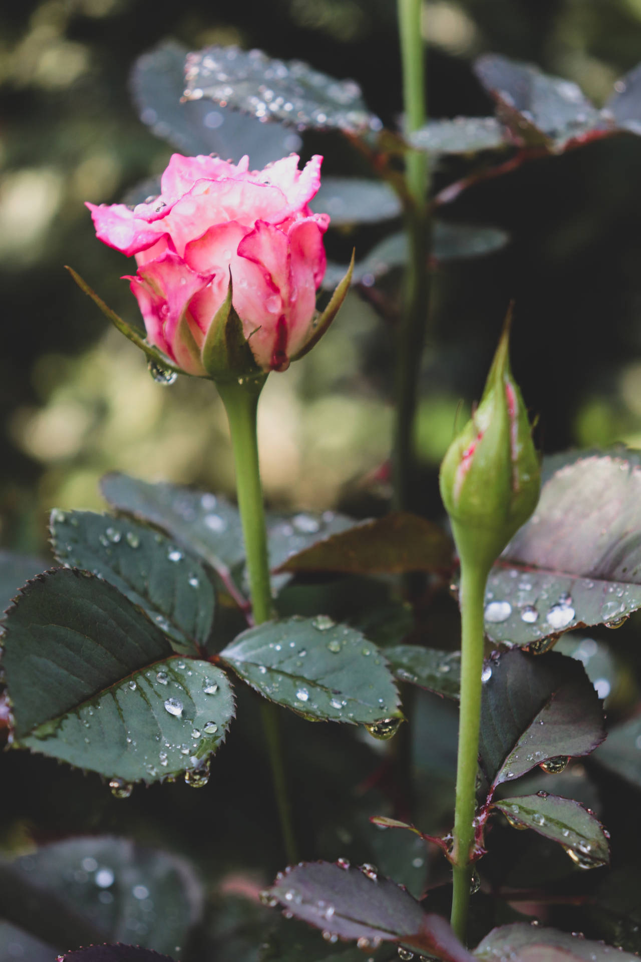 Close Bud Pink Rose Hd Background