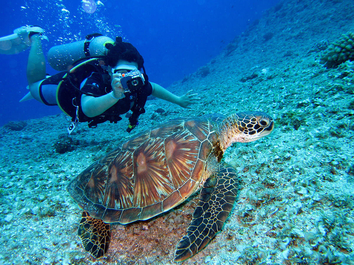 Close Encounter With A Sea Turtle During A Scuba Dive Background