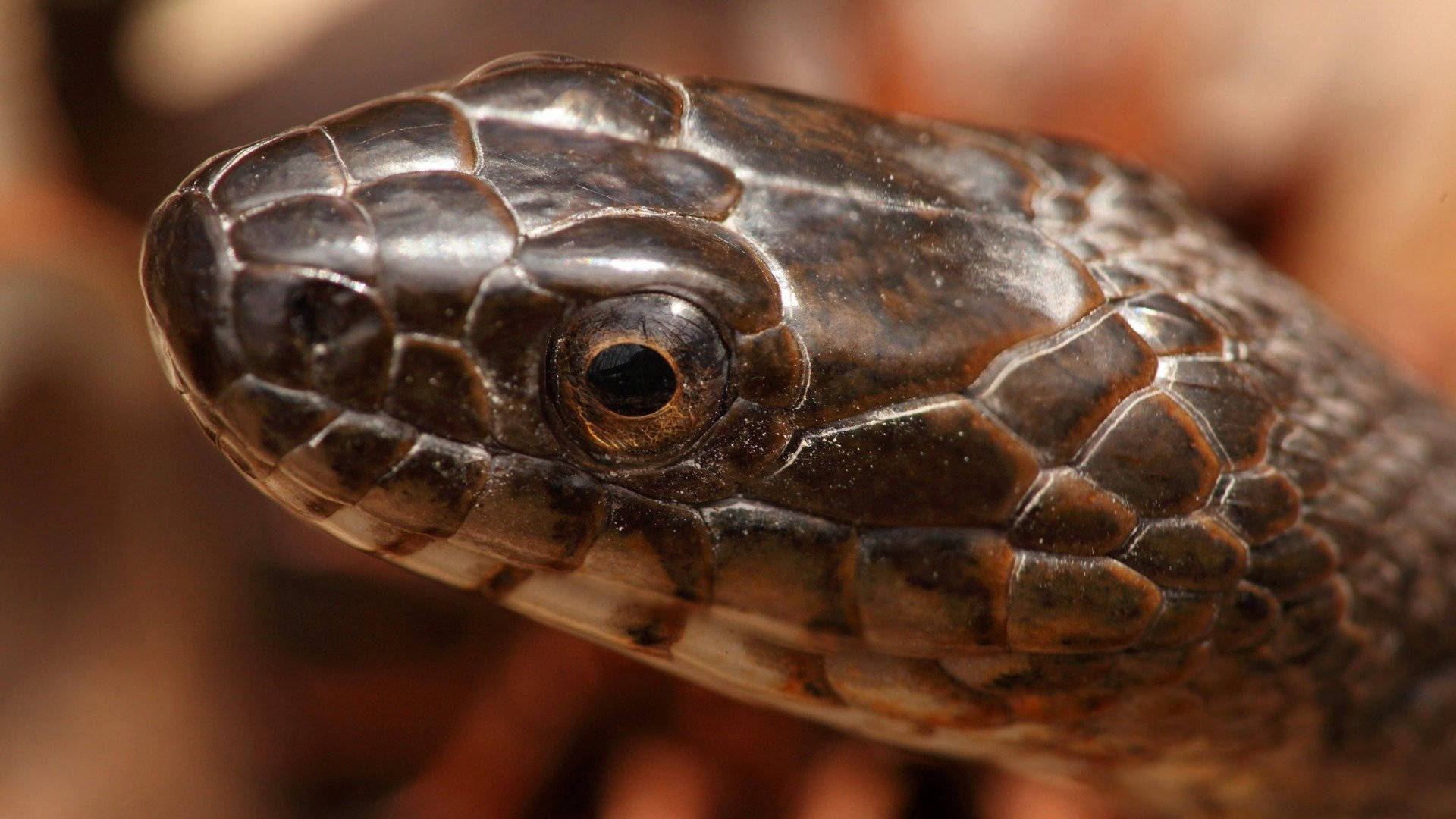 Close Head Scales Of Cottonmouth