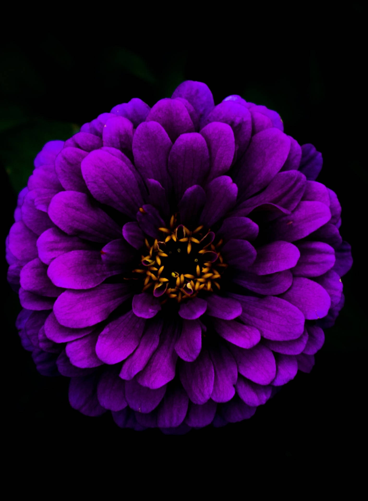 Close Shot Of Deep Purple Dahlia Black Background Iphone Background