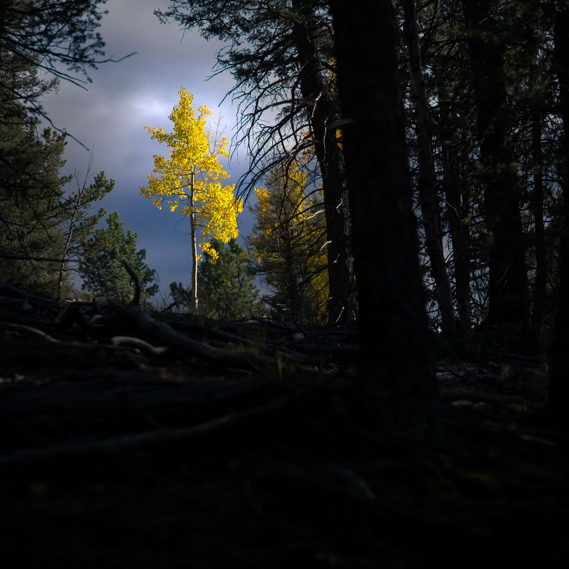 Close Shot Of The Conspicuous Yellow Tree Background