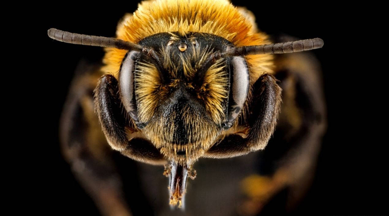 Close-up A Bee Head