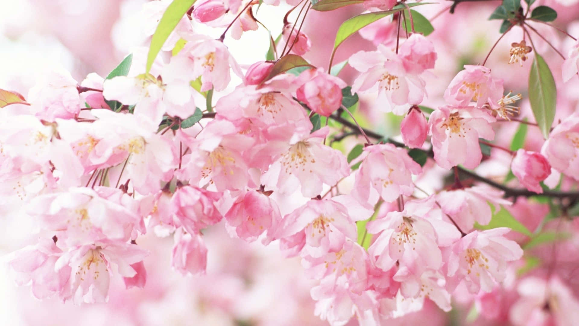 Close-up Aesthetic Cherry Blossom Background