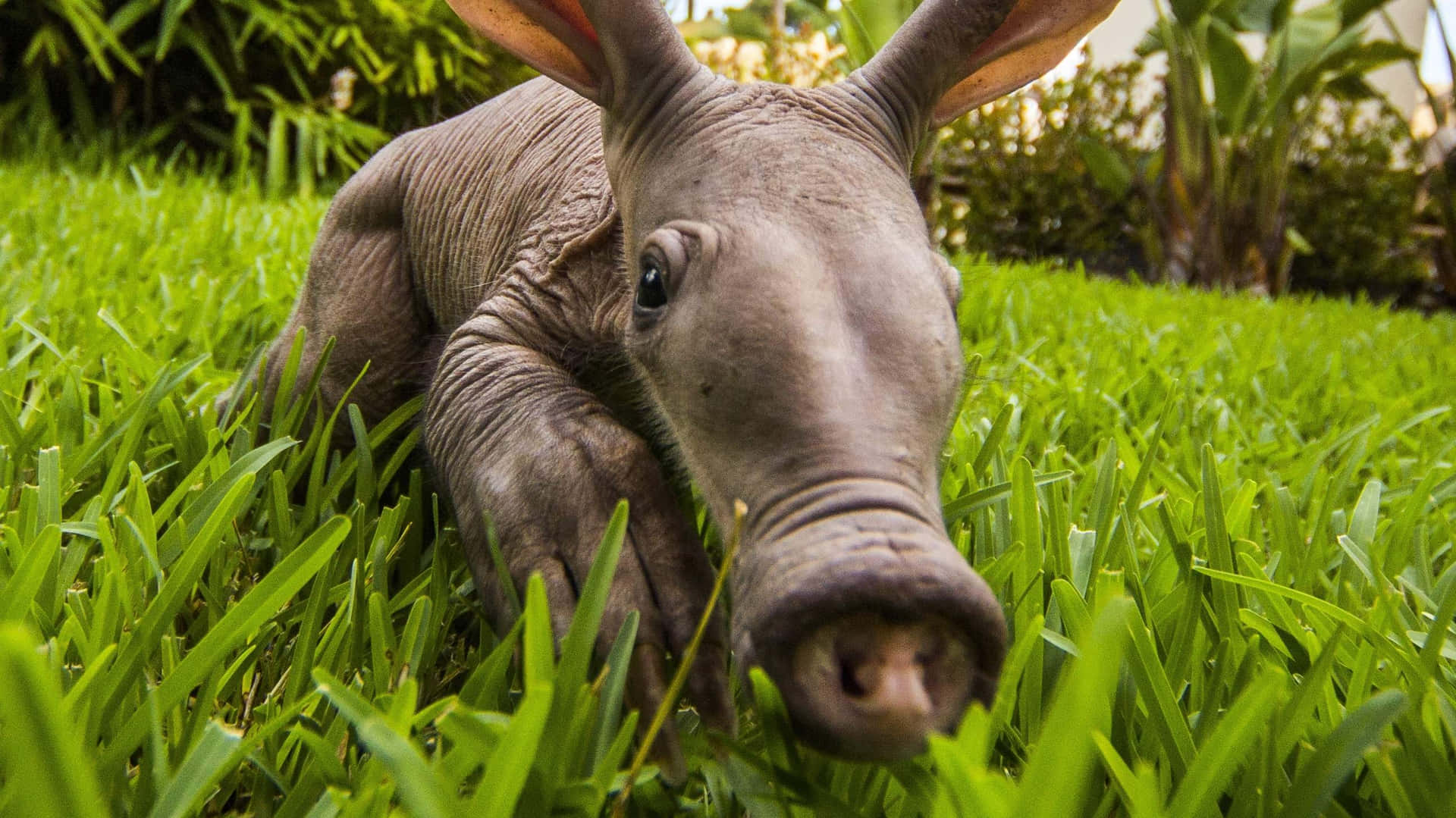 Close Up Anteaterin Grass.jpg Background