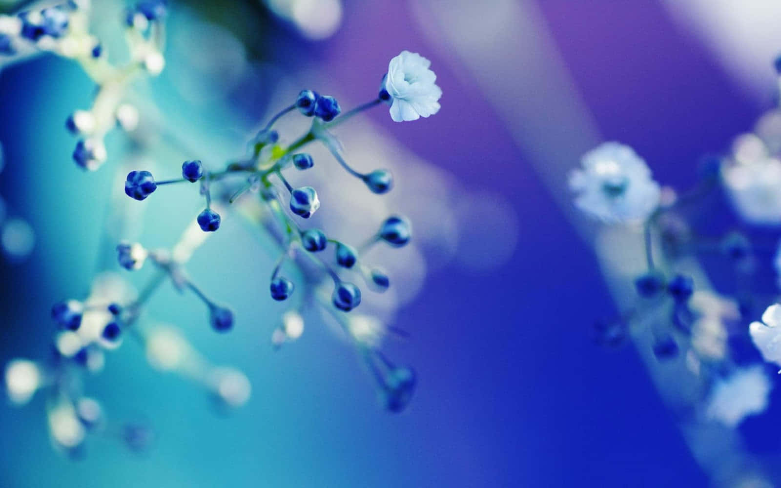 Close-up Baby's-breath Flowers White Petals Background