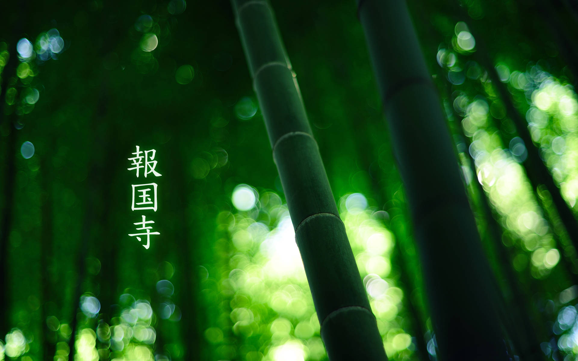 Close-up Bamboo Hd Background