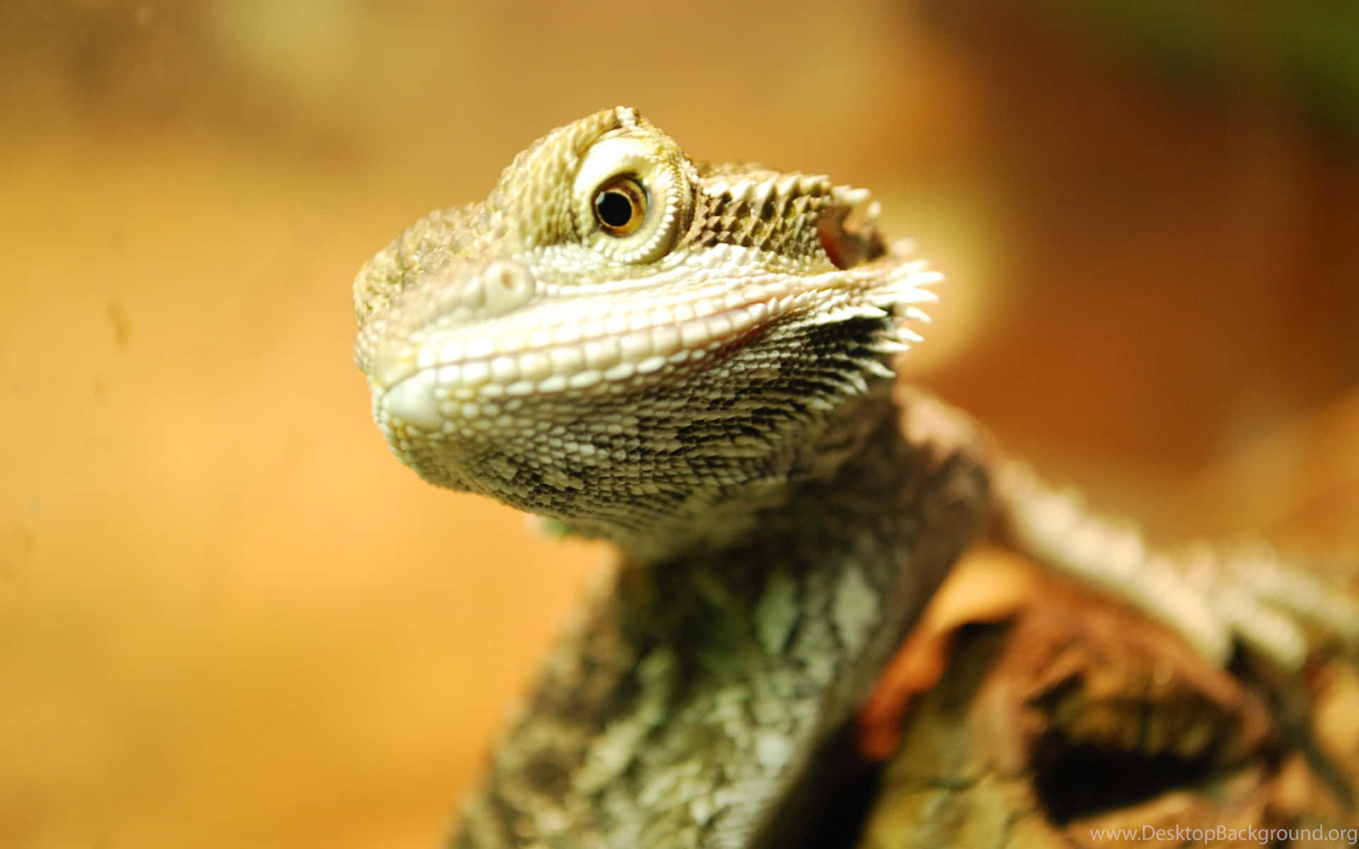 Close Up Bearded Dragon Background
