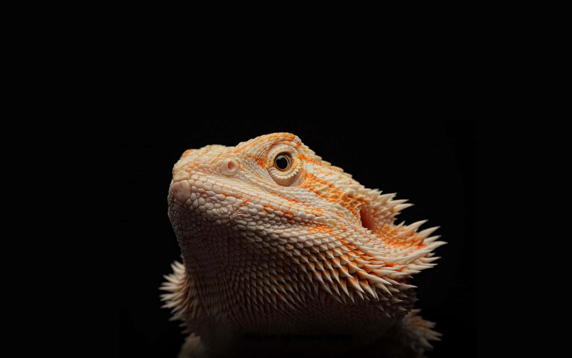 Close Up Bearded Dragon Black Background.jpg