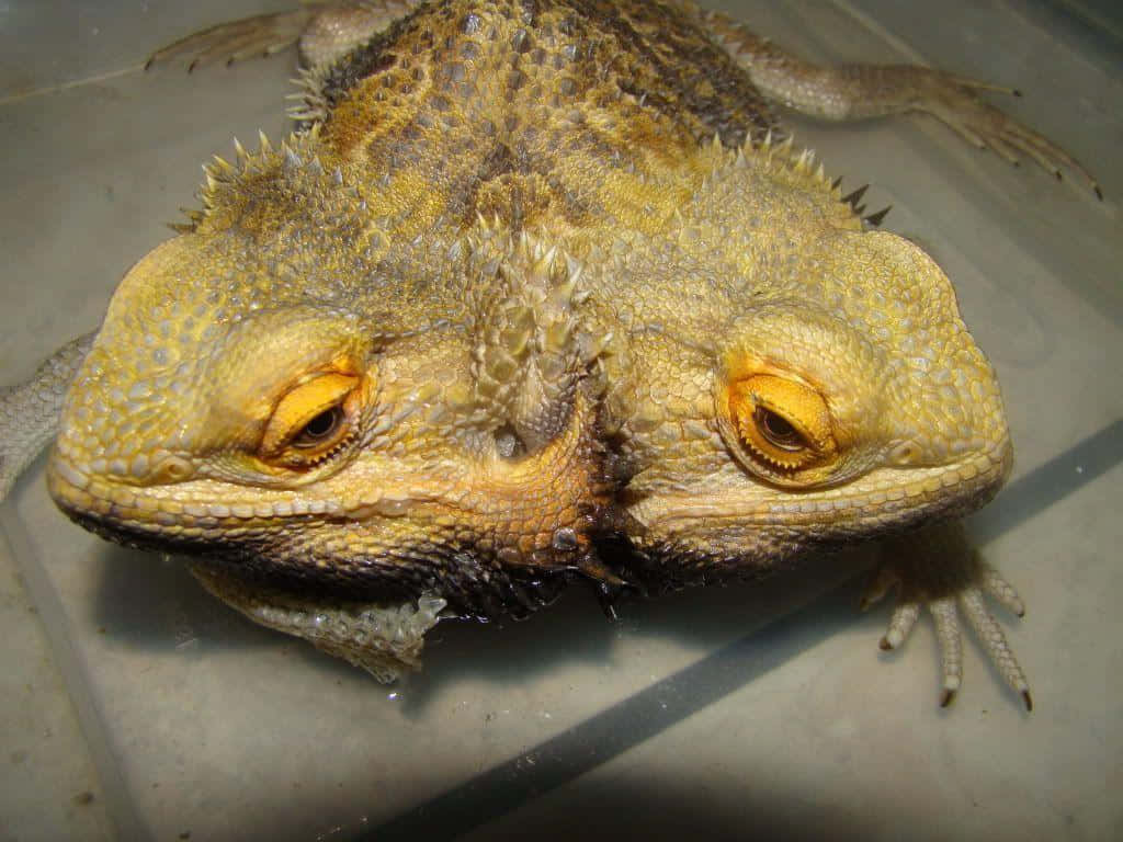 Close Up Bearded Dragon Eyes.jpg Background