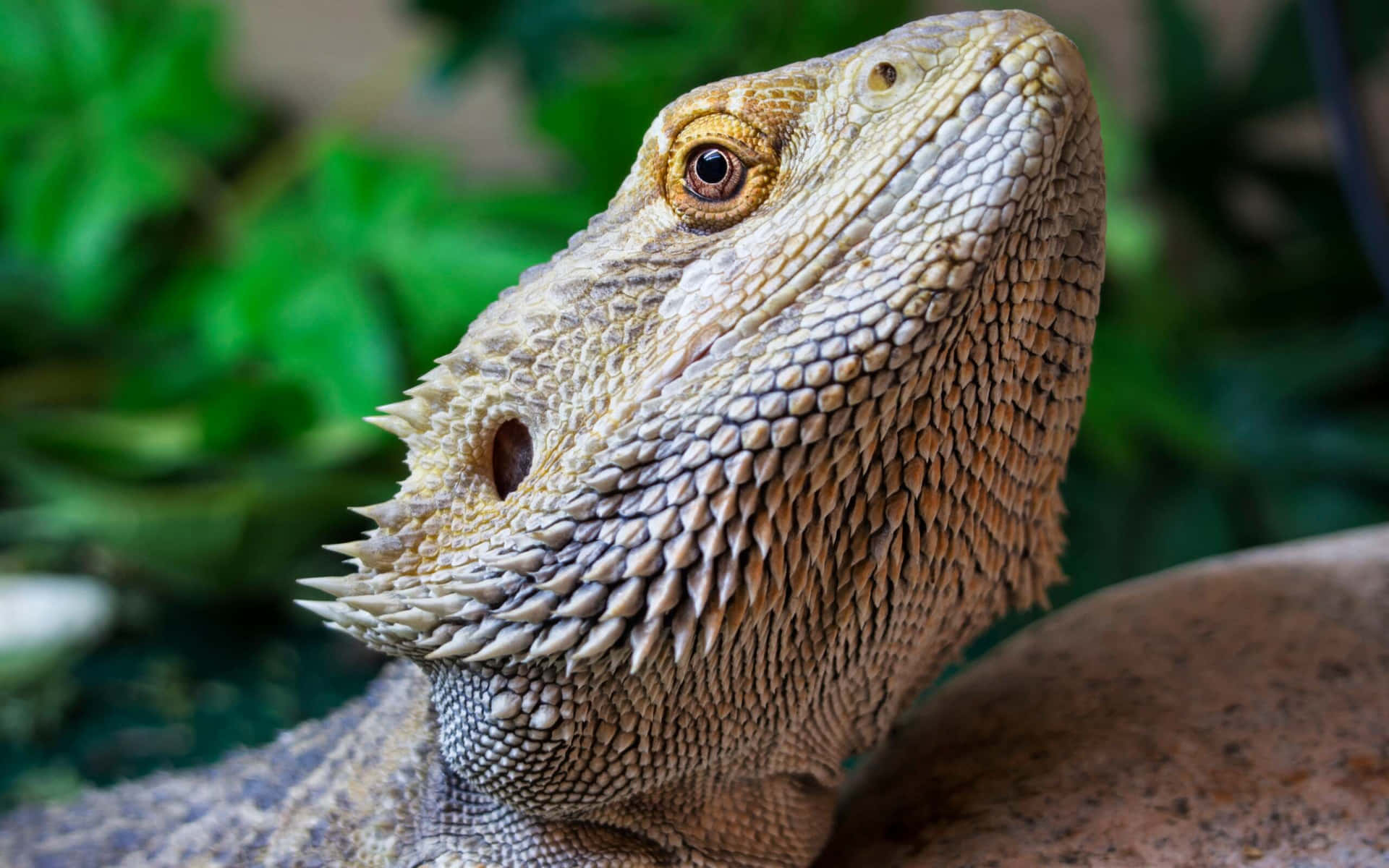 Close Up Bearded Dragon Portrait.jpg Background