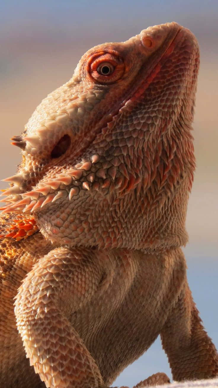 Close Up Bearded Dragon Portrait Background