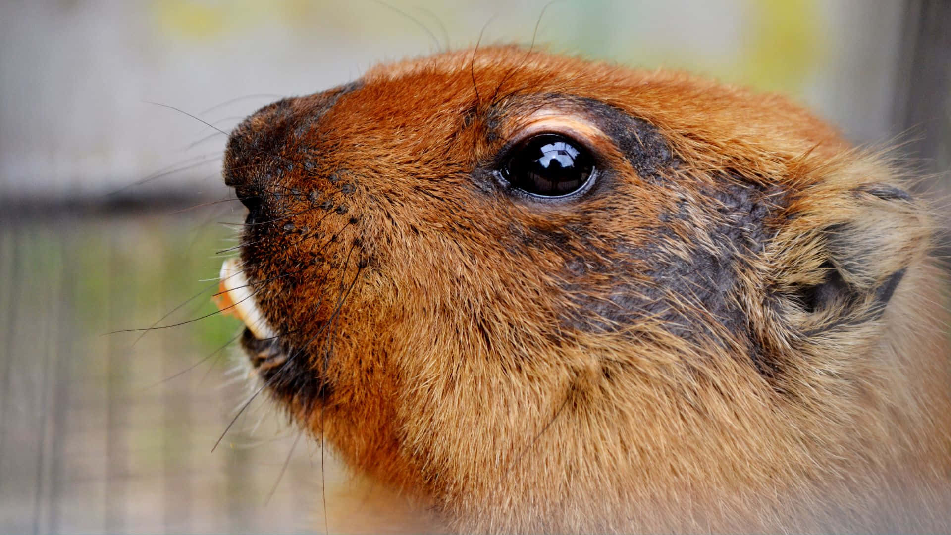 Close Up Beaver Face Background